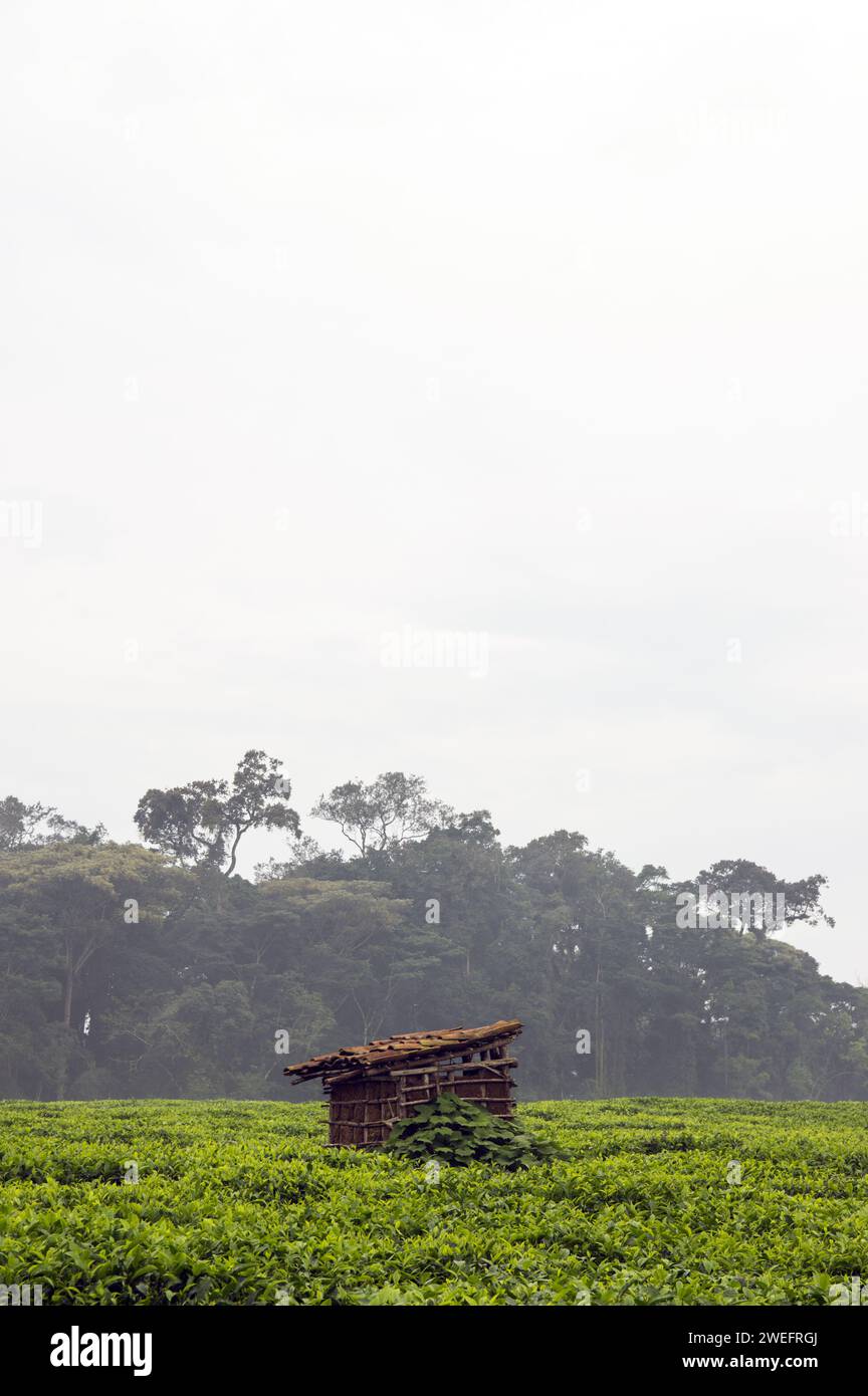 Wood and mud shack on a tea plantation near Nyungwe National Park in Southwest Rwanda with vivid green leaves against a lush forest background Stock Photo