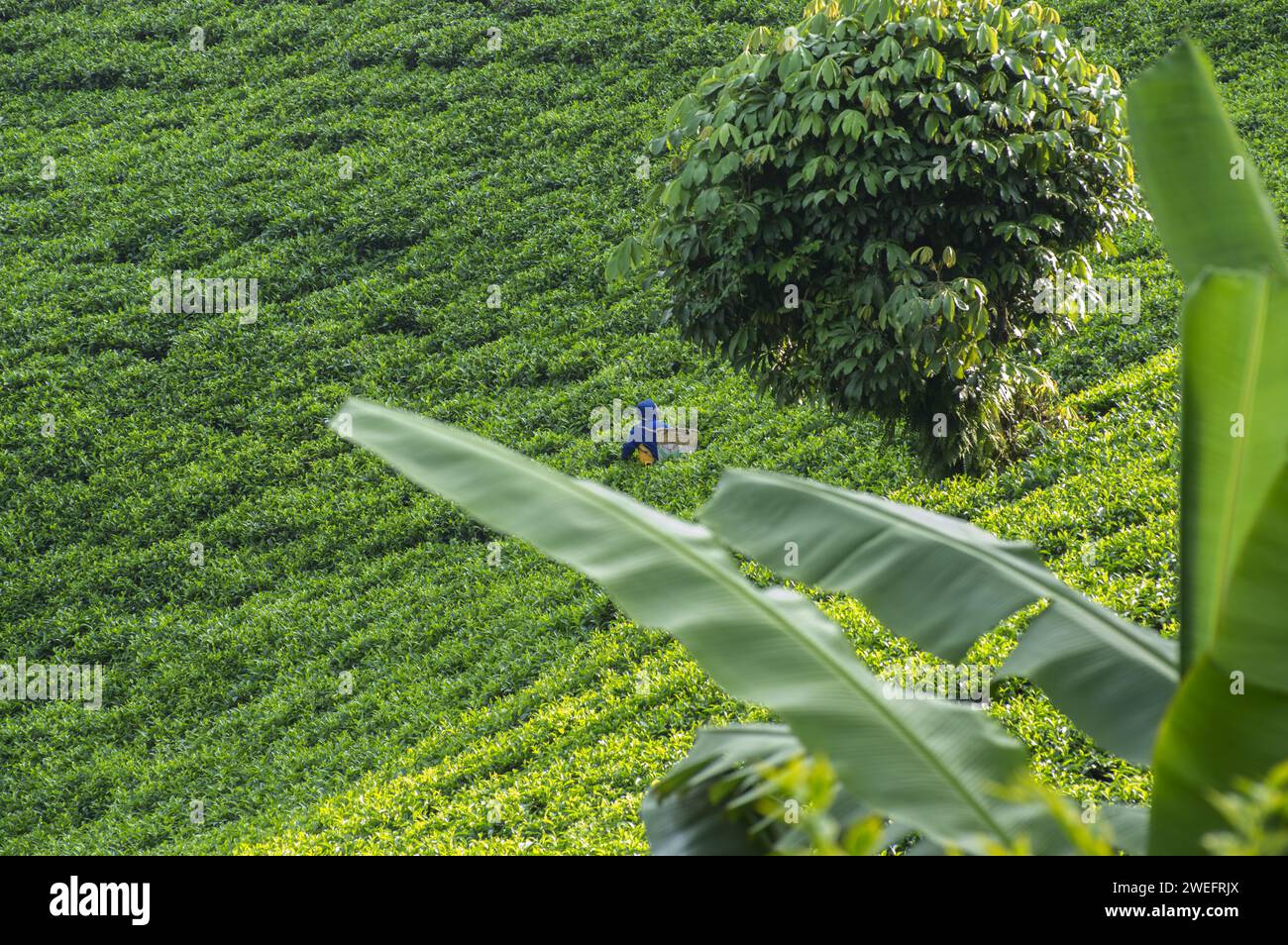 Tea plantation near Nyungwe National Park in Southwest Rwanda with vivid green leaves against a lush forest background at high altitudes Stock Photo