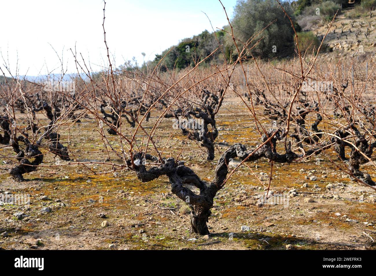 Vineyard (Vitis vinifera) in winter. Roussillon, France. Stock Photo