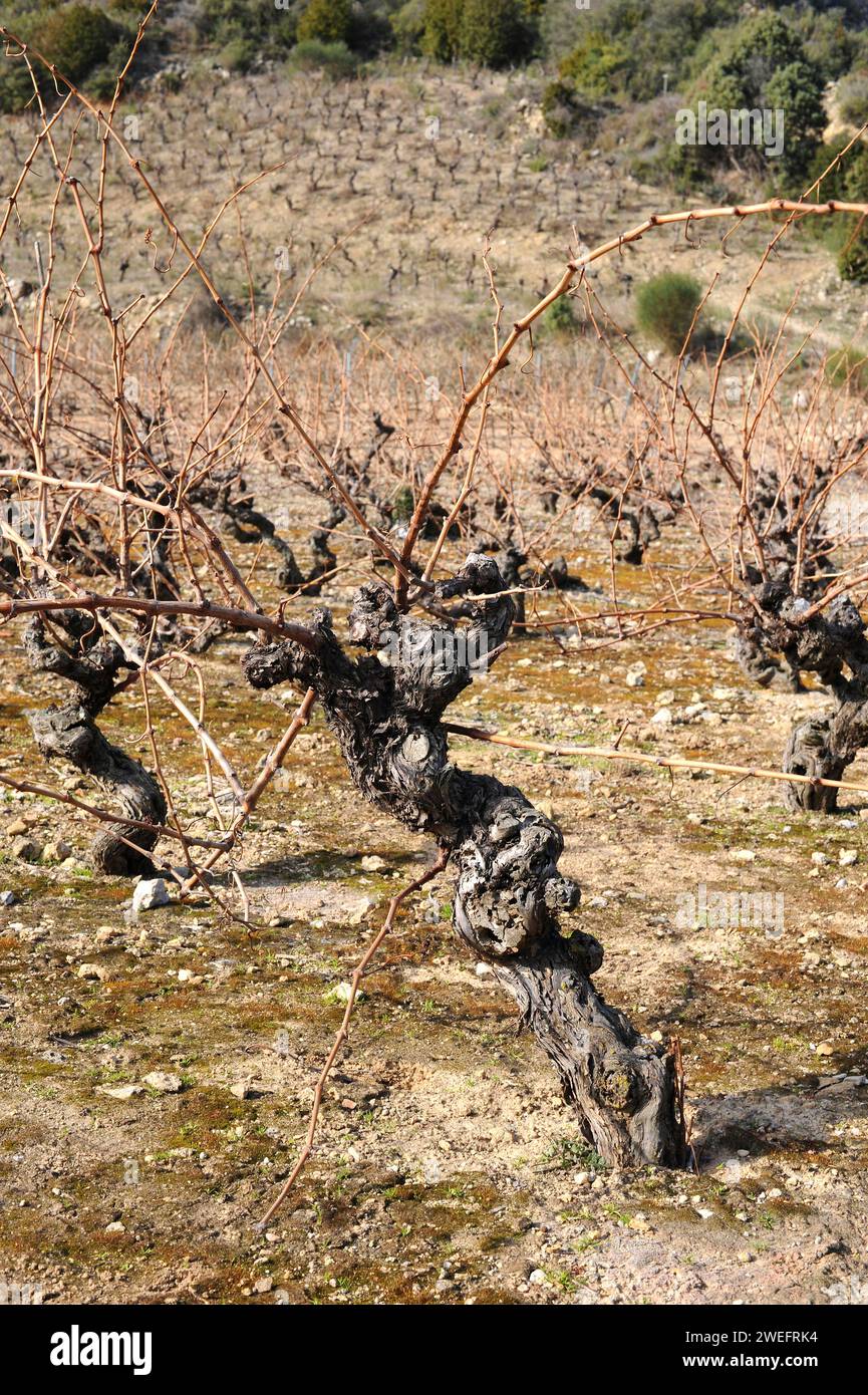 Vineyard (Vitis vinifera) in winter. Roussillon, France. Stock Photo