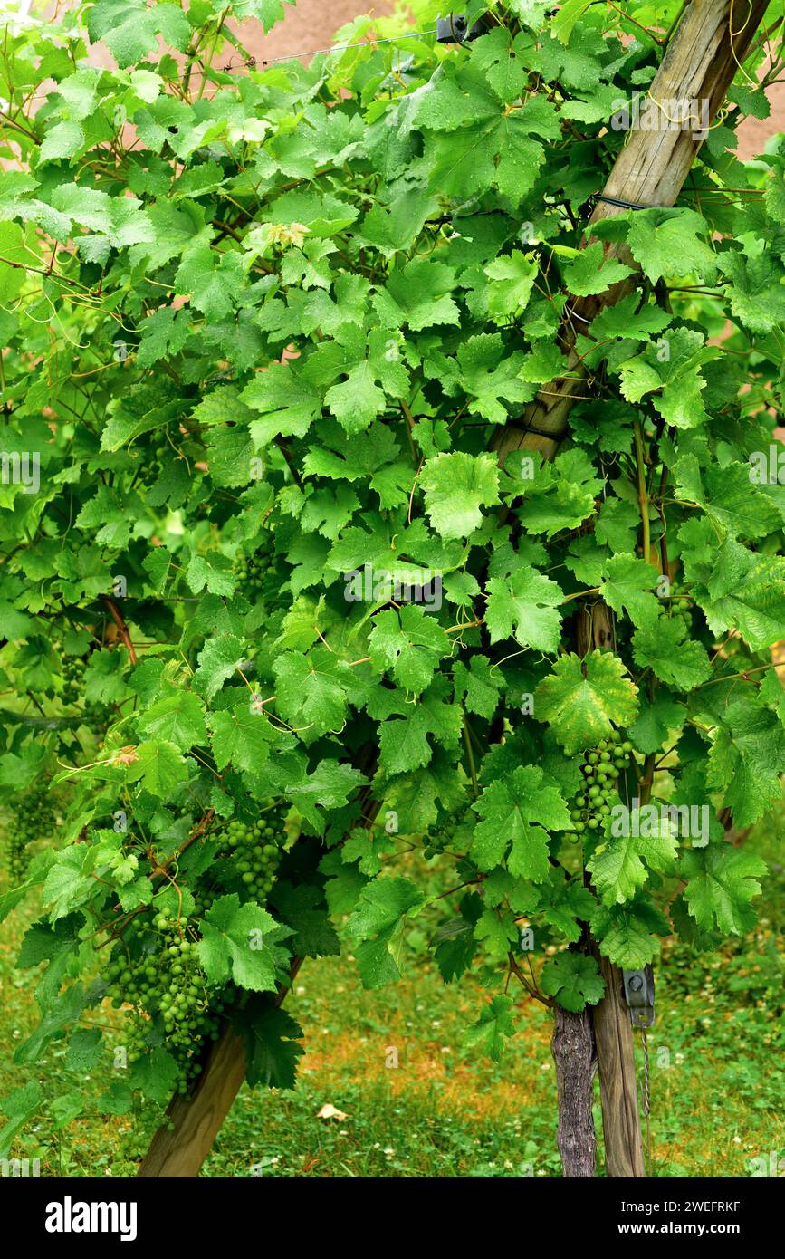 Common grape vine (Vitis vinifera) is a deciduous climber shrub native to Mediterranean Basin, central Europe and southwestern Asia. Grape chasselas v Stock Photo