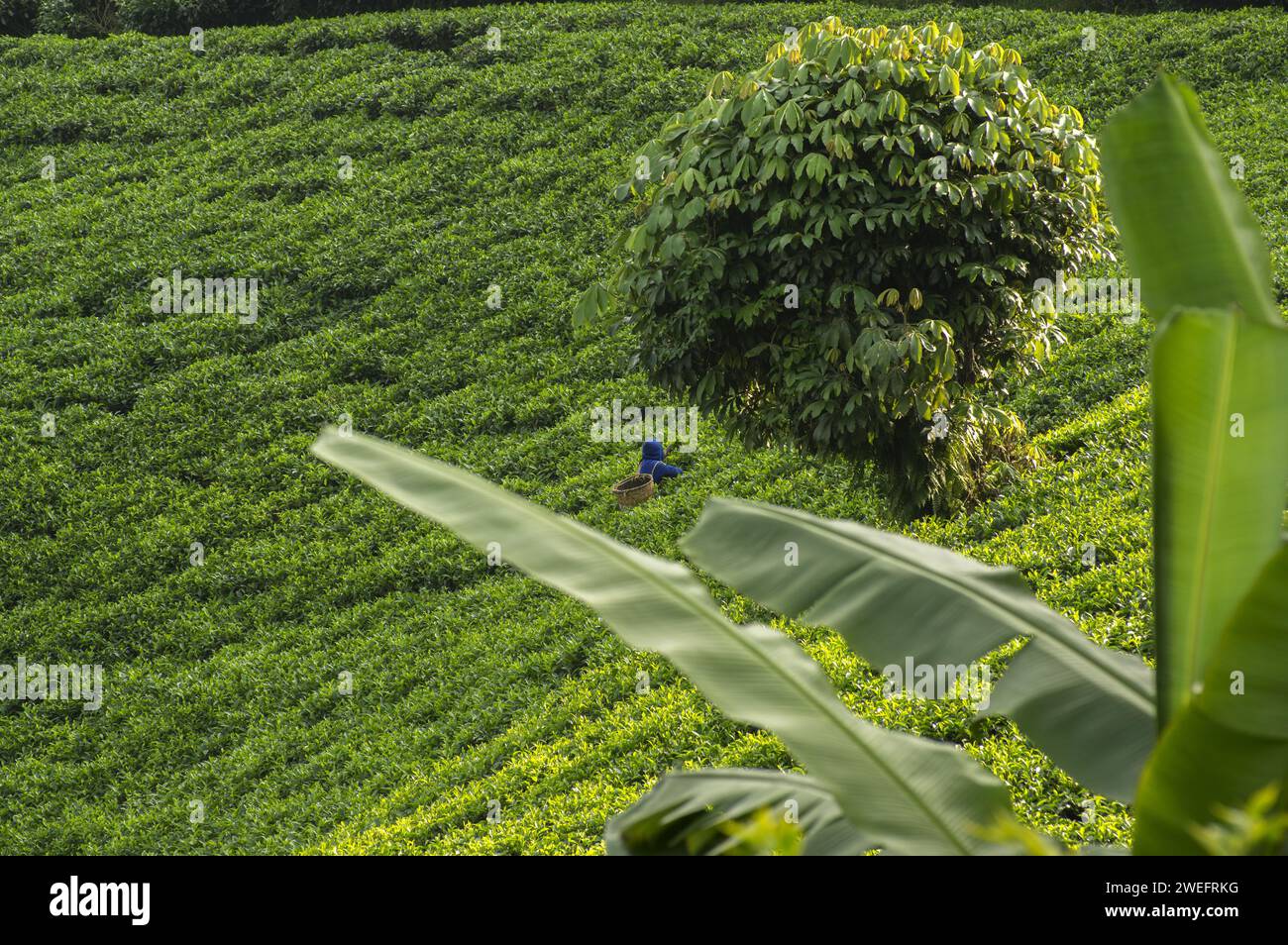 Tea plantation near Nyungwe National Park in Southwest Rwanda with vivid green leaves against a lush forest background at high altitudes Stock Photo