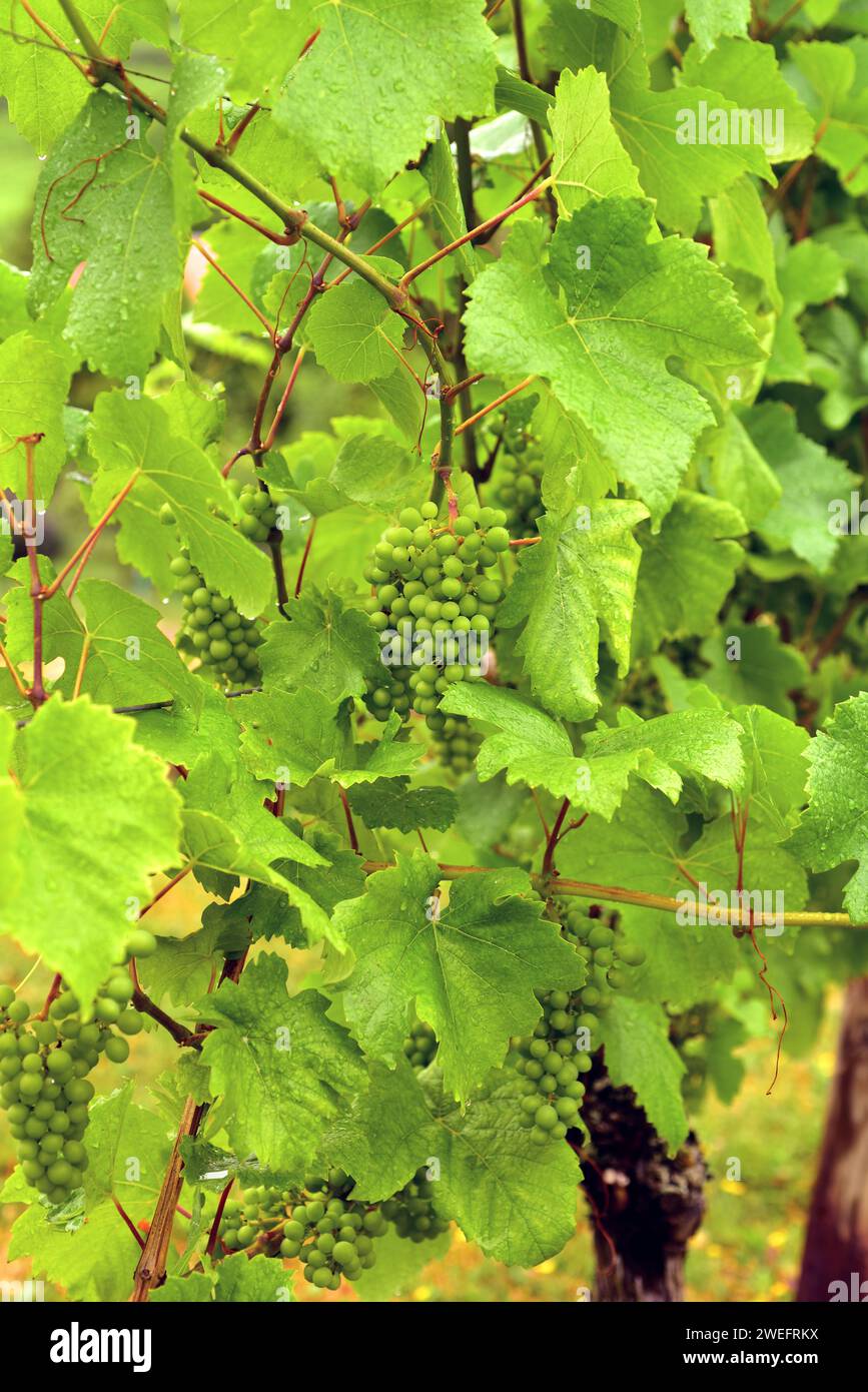 Common grape vine (Vitis vinifera) is a deciduous climber shrub native to Mediterranean Basin, central Europe and southwestern Asia. Grape knipperle v Stock Photo