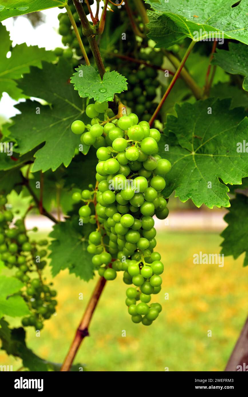 Common grape vine (Vitis vinifera) is a deciduous climber shrub native to Mediterranean Basin, central Europe and southwestern Asia. Grape muscat vari Stock Photo
