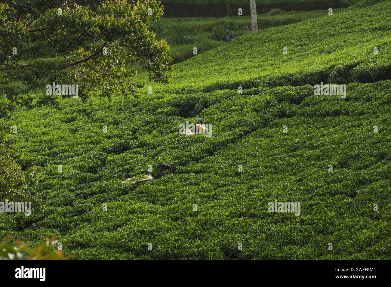 Tea plantation near Nyungwe National Park in Southwest Rwanda with vivid green leaves against a lush forest background at high altitudes Stock Photo