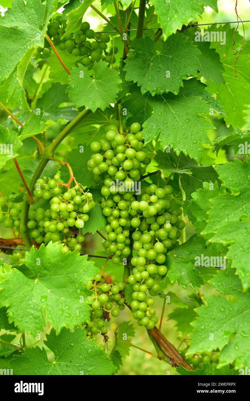 Common grape vine (Vitis vinifera) is a deciduous climber shrub native to Mediterranean Basin, central Europe and southwestern Asia. Grape riesling va Stock Photo