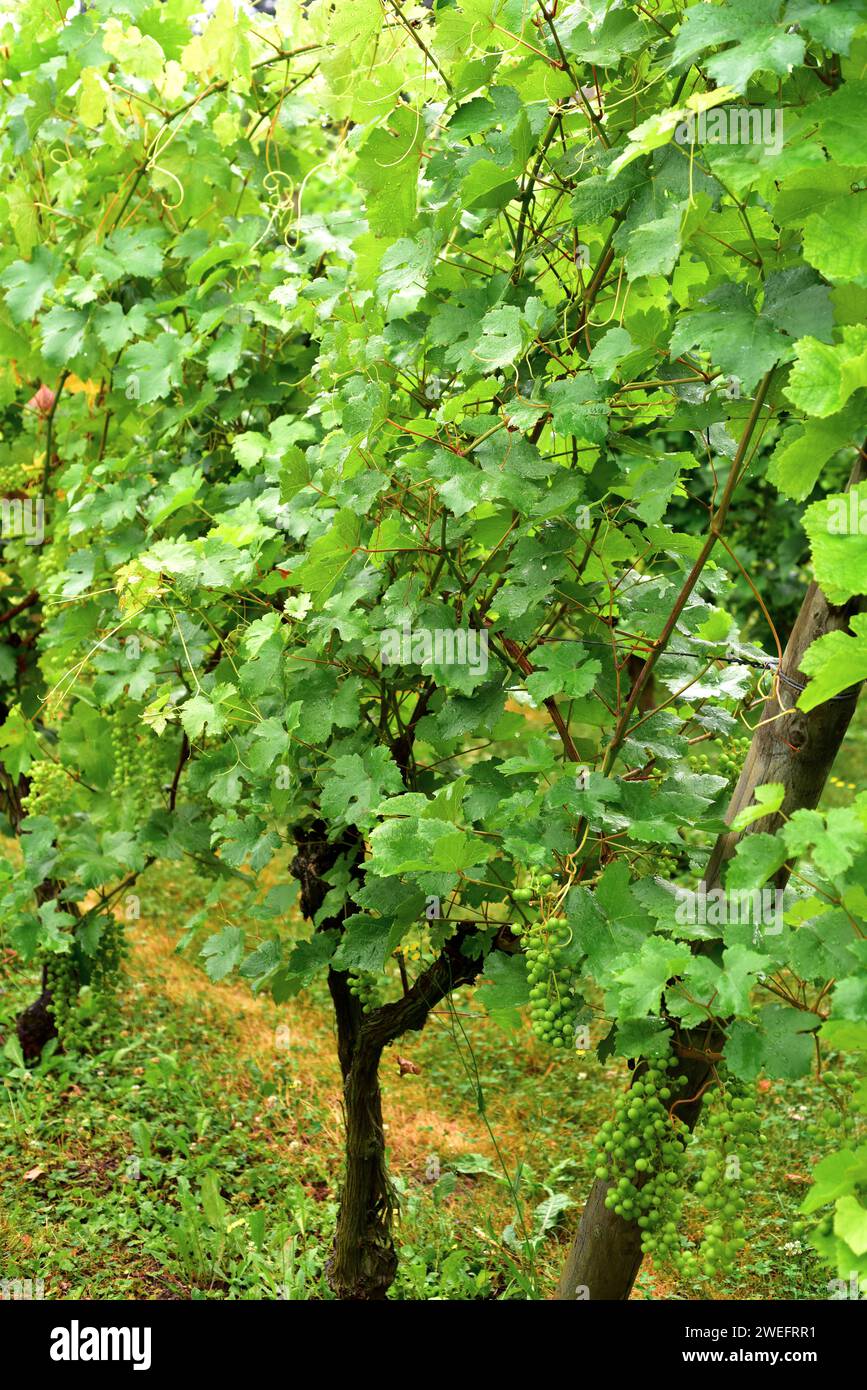 Common grape vine (Vitis vinifera) is a deciduous climber shrub native to Mediterranean Basin, central Europe and southwestern Asia. Grape sylvaner va Stock Photo