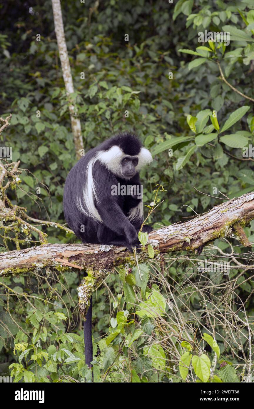 Wild colobus monkeys with their characteristic black and white fur in Nyungwe National Park in Rwanda, Central Africa Parks, at play or eating leaves Stock Photo