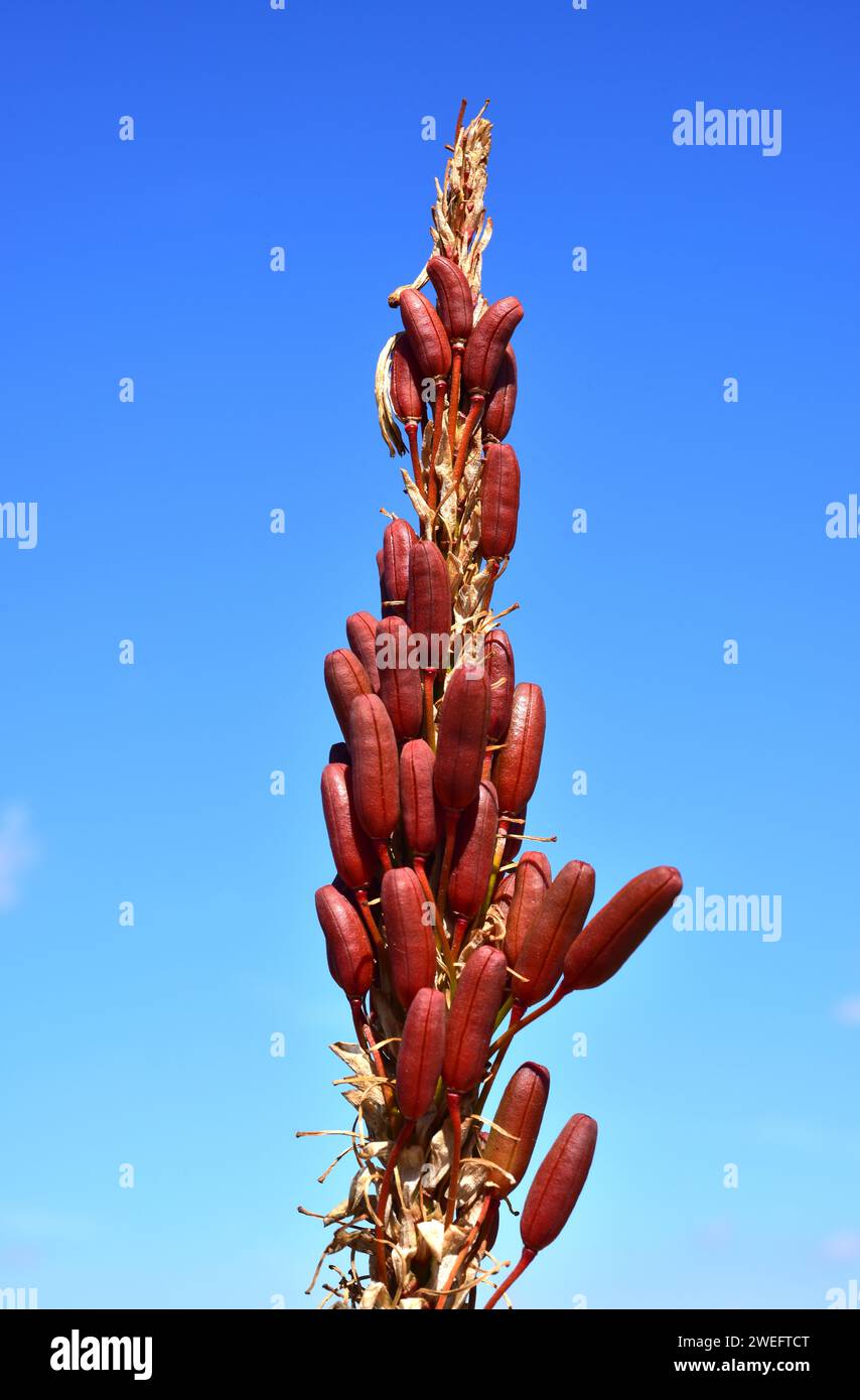 French aloe (Aloe pluridens) is an arborescent succulent plant native to South Africa. Fruits detail. Stock Photo
