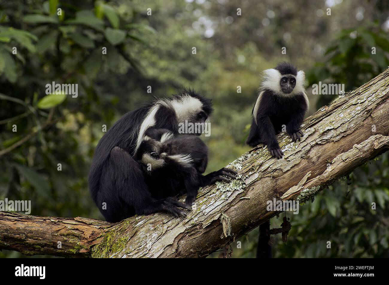 Wild colobus monkeys with their characteristic black and white fur in Nyungwe National Park in Rwanda, Central Africa Parks, at play or eating leaves Stock Photo