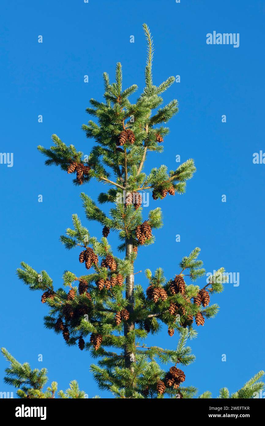 Douglas fir (Pseudotsuga menziesii) at Lahar, Mt St Helens National Volcanic Monument, Washington Stock Photo