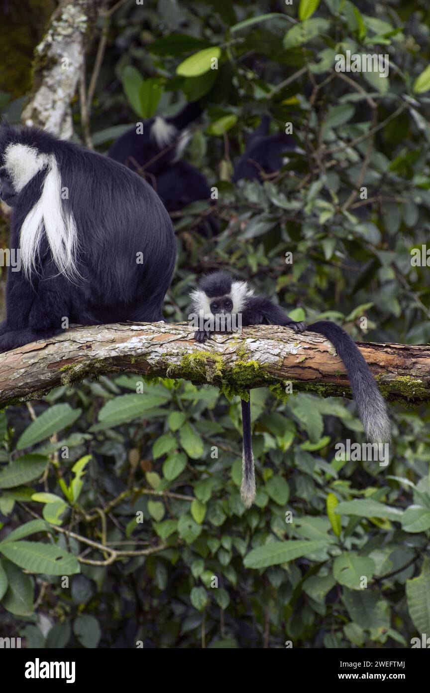 Wild colobus monkeys with their characteristic black and white fur in Nyungwe National Park in Rwanda, Central Africa Parks, at play or eating leaves Stock Photo