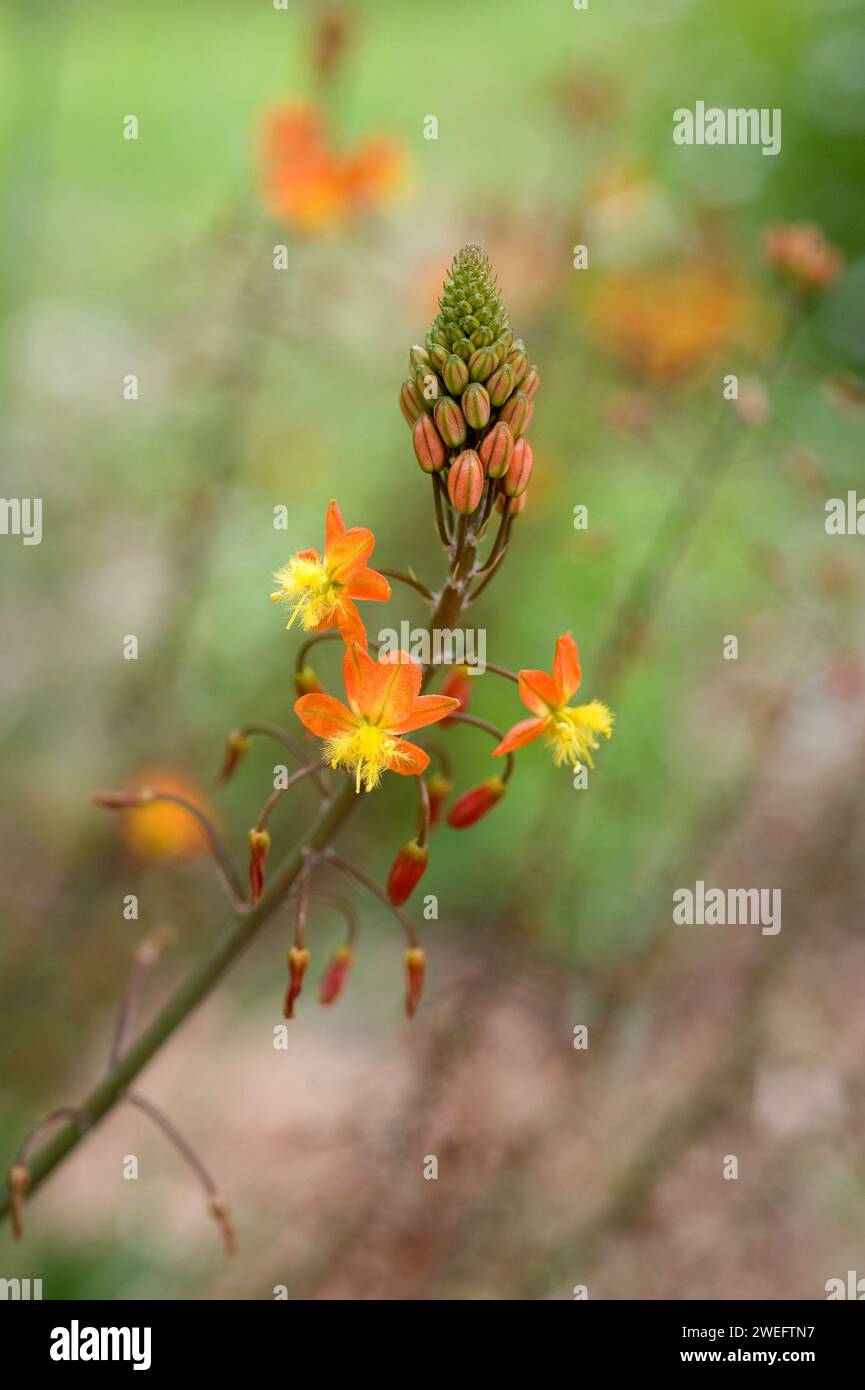 Snake flower (Bulbine frutescens) is a perennial herb native to southern Africa. Flowers detail. Stock Photo