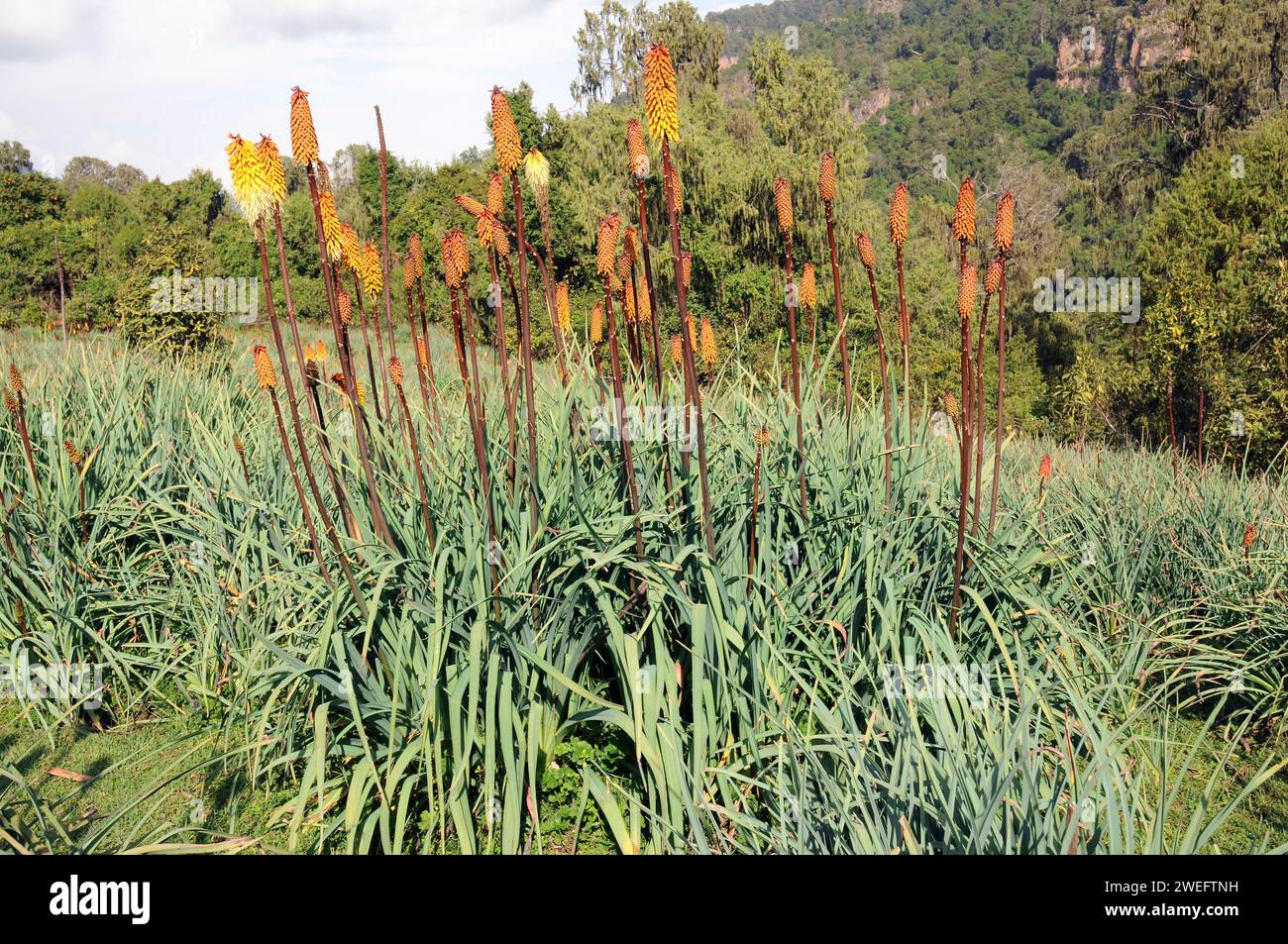Red hot poker (Kniphofia foliosa) is a perennial herb endemic to Ethiopia. This photo was taken in Bale National Park, Ethiopia. Stock Photo