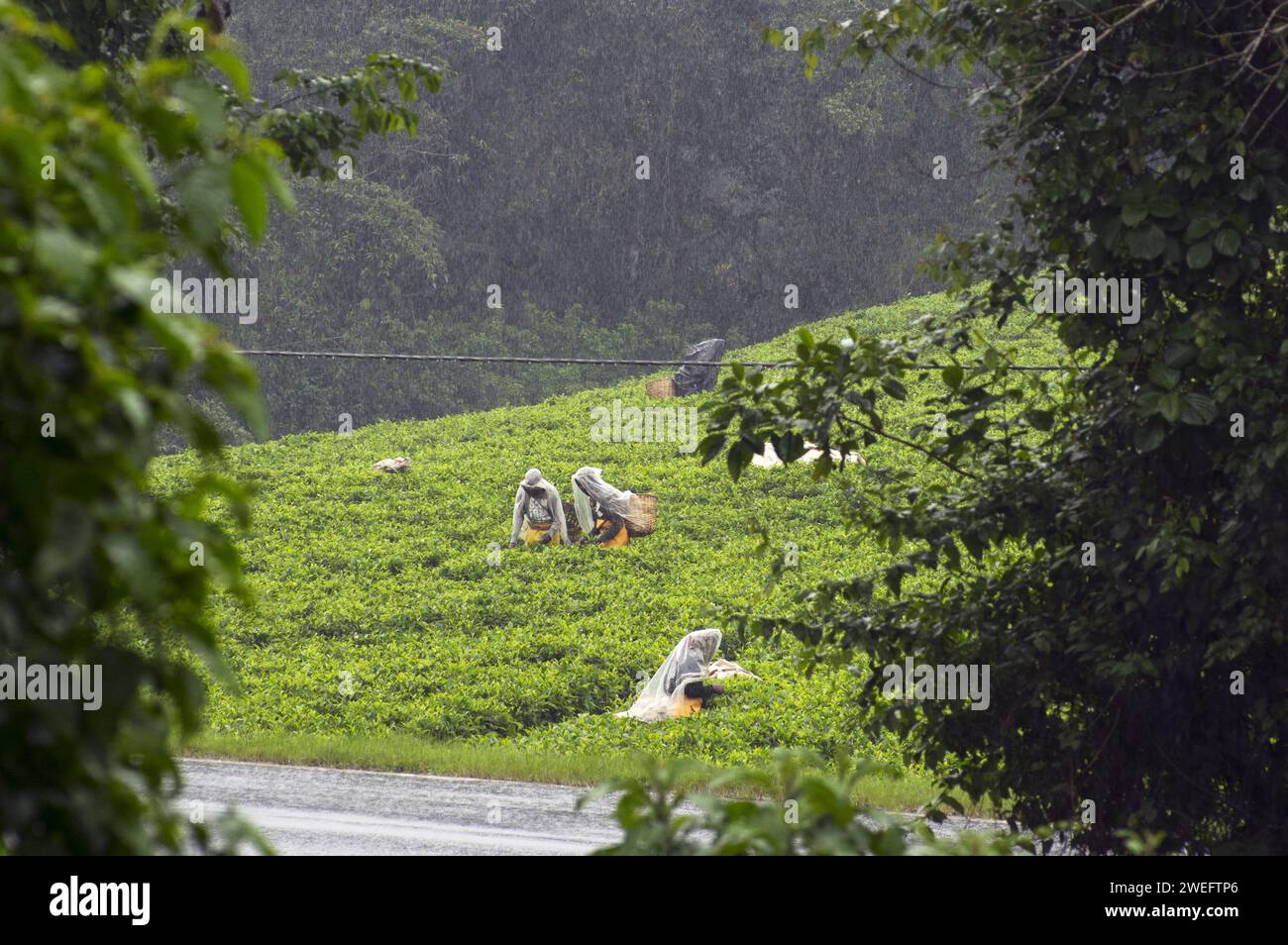 Workers harvesting tea in a plantation just outside Nyungwe National Park in Southwest Rwanda with vivid green leaves in the pouring rain Stock Photo