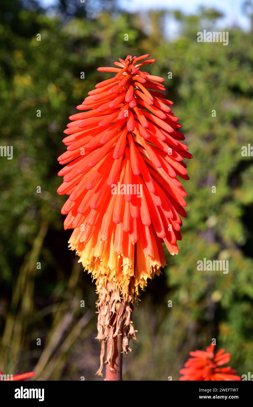 Red hot poker (Kniphofia X praecox) is an ornamental hybrid plant. Stock Photo