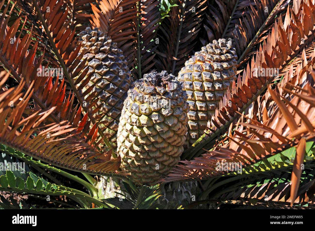 Lebombo cycad (Encephalartos lebomboensis) is a gymnosperm native to Lebombo Mountains in South Africa. Female cones detail. Stock Photo