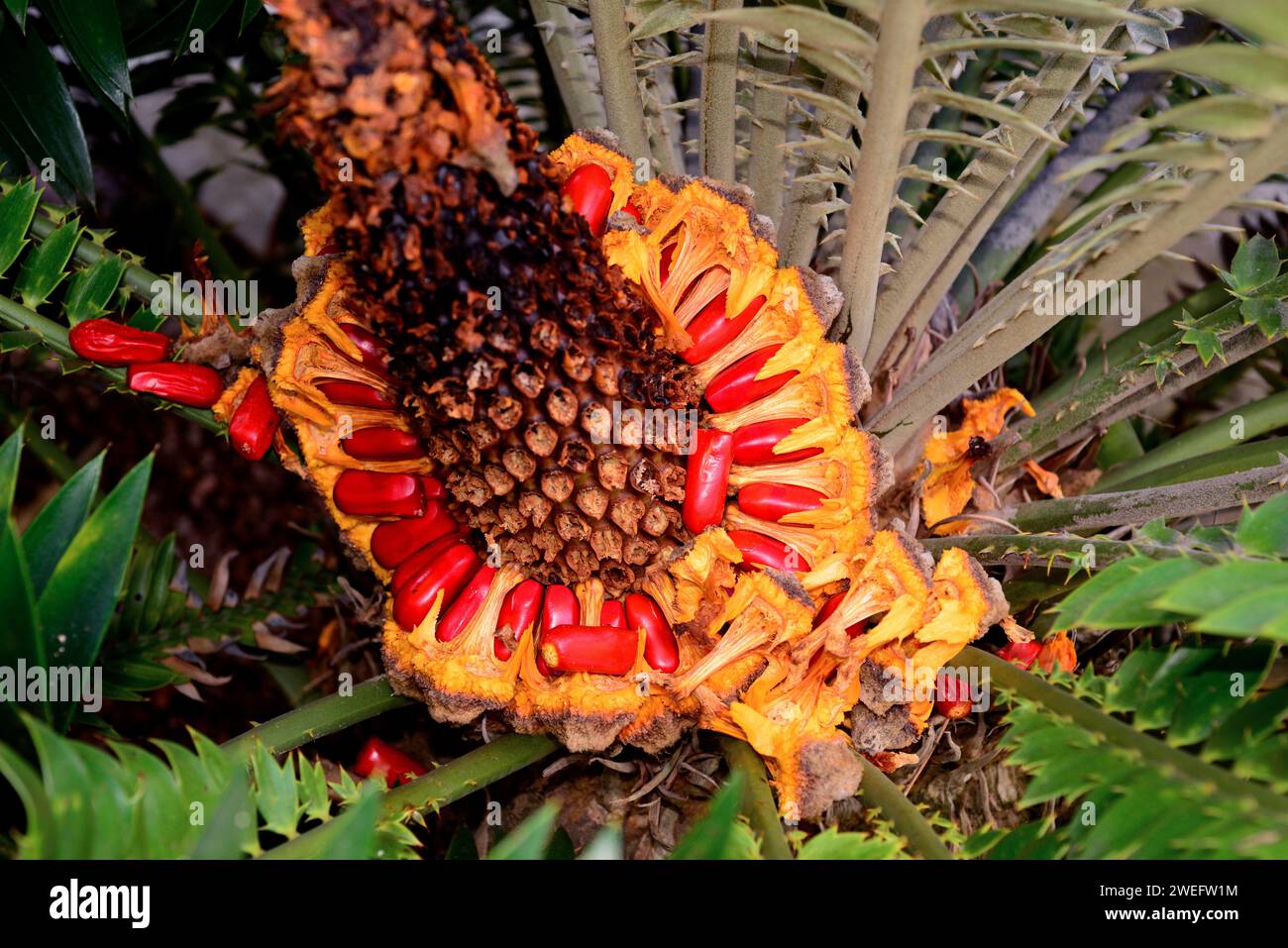 Natal cycad (Encephalartos natalensis) is a gymnosperm native to Natal Region in South Africa. Seeds detail. Stock Photo