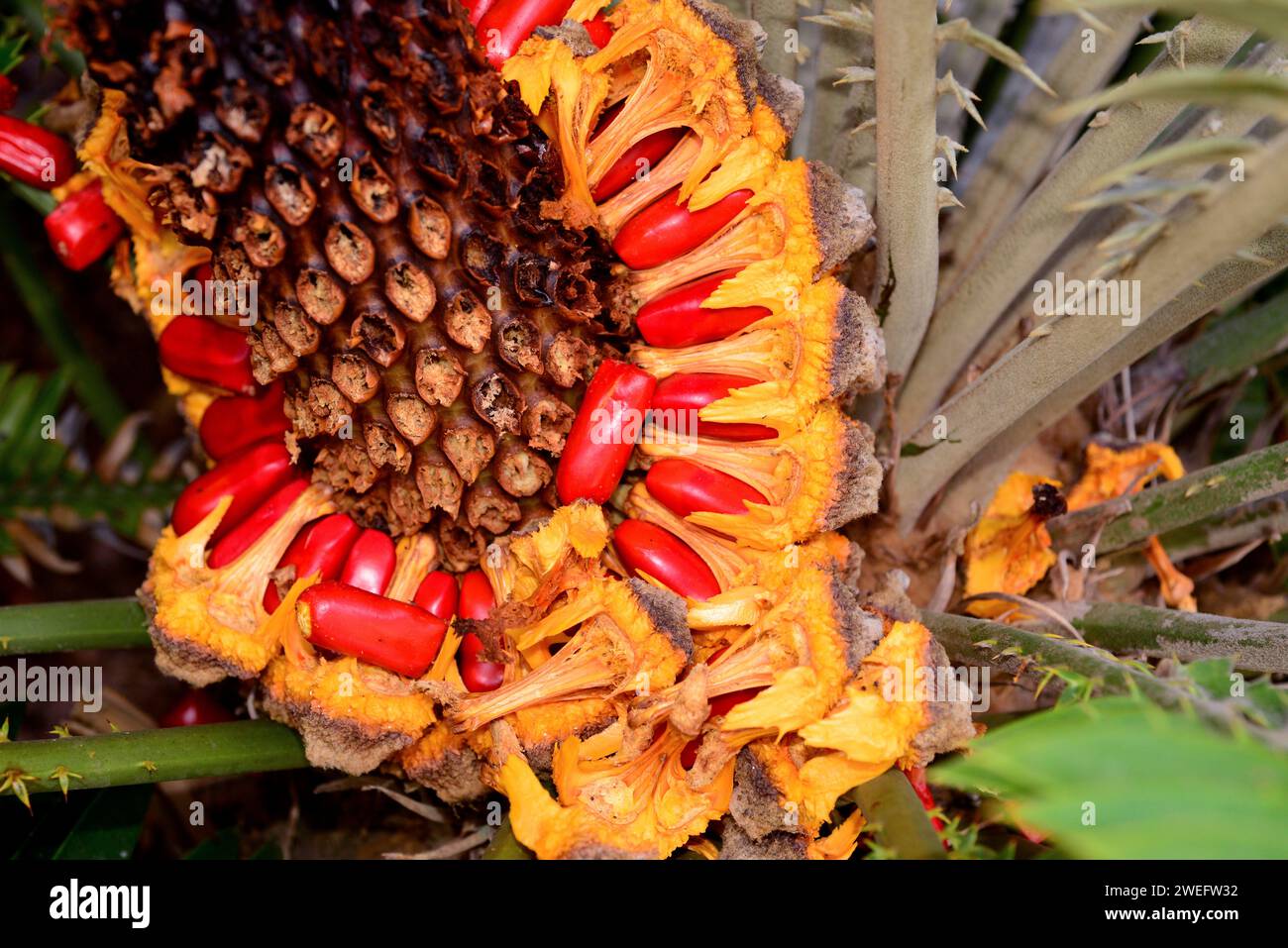 Natal cycad (Encephalartos natalensis) is a gymnosperm native to Natal Region in South Africa. Seeds detail. Stock Photo