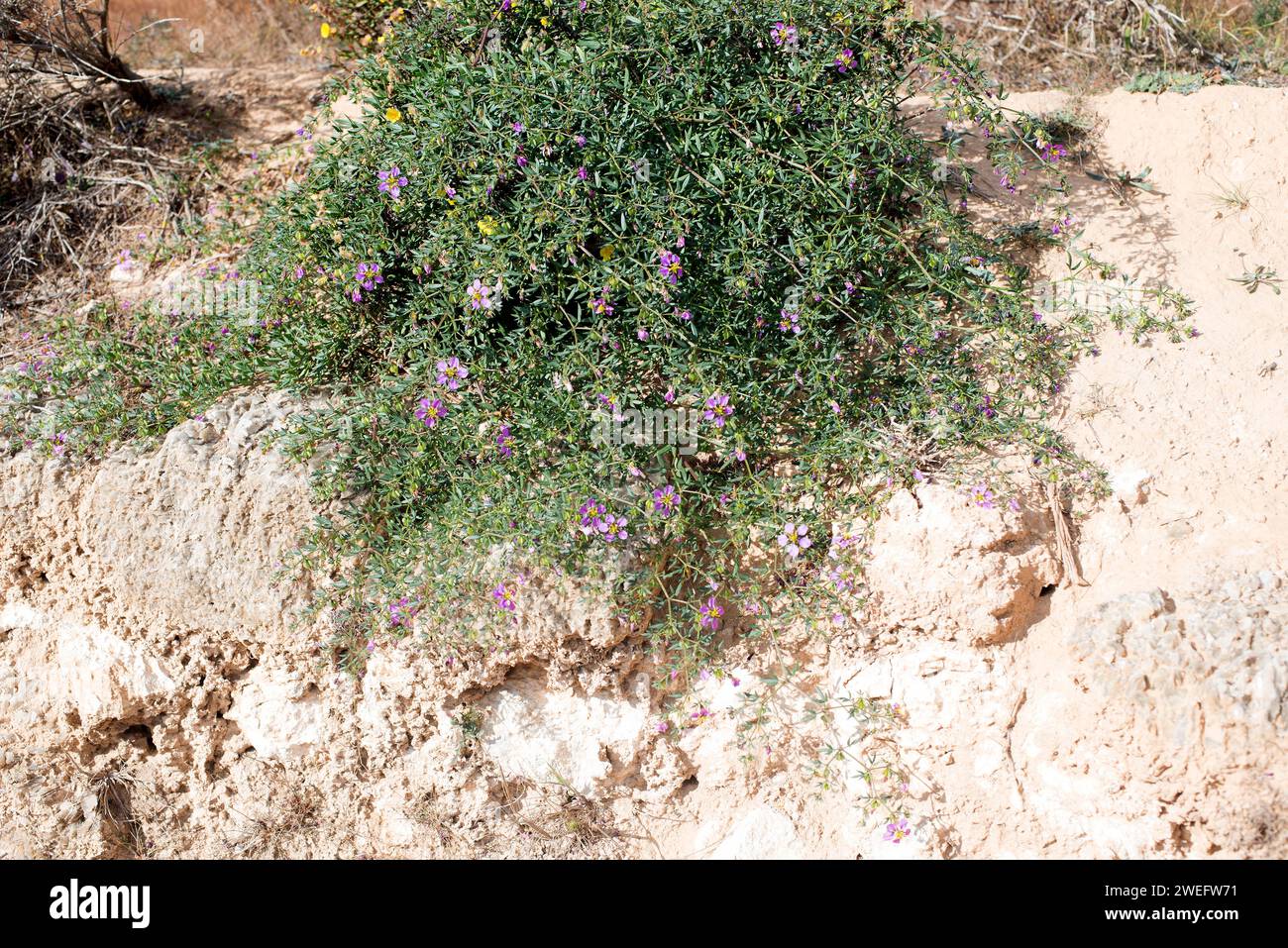 Virgin's mantle (Fagonia cretica) is an annual creeping herb native to southeastern Spain, Balearic Islands, Crete and north Africa. This photo was ta Stock Photo