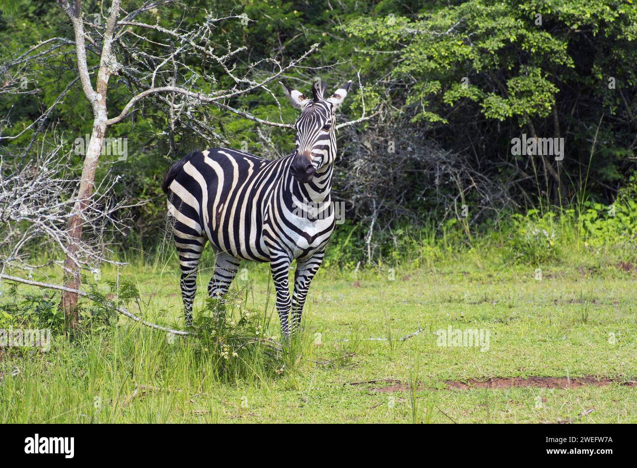 Zebra photograph on safari in Akagera National Park in Northeastern Rwanda, Central Africa’s largest protected wetland. Africa Parks Stock Photo