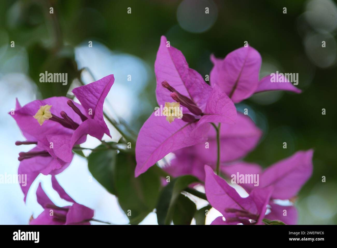 Bougainvillea Violet. A beautiful bush with many purple flowers. Sunny day. A shot without people. Buenos Aires. Argentina. Stock Photo