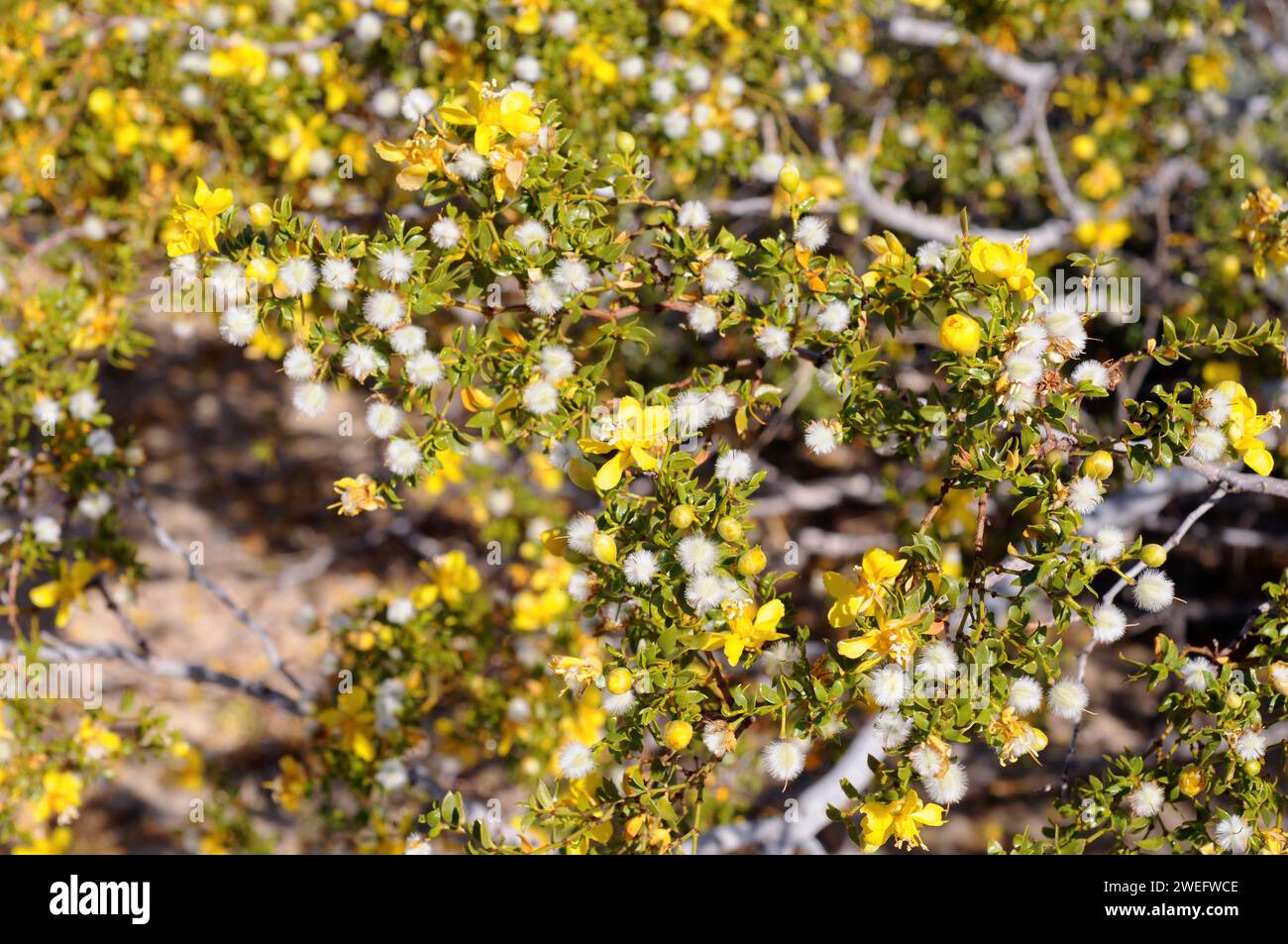 Creosote bush (Larrea tridentata) is a medicinal evergreen shrub native to western USA deserts and north Mexico. Flowers and fruits detail. This photo Stock Photo