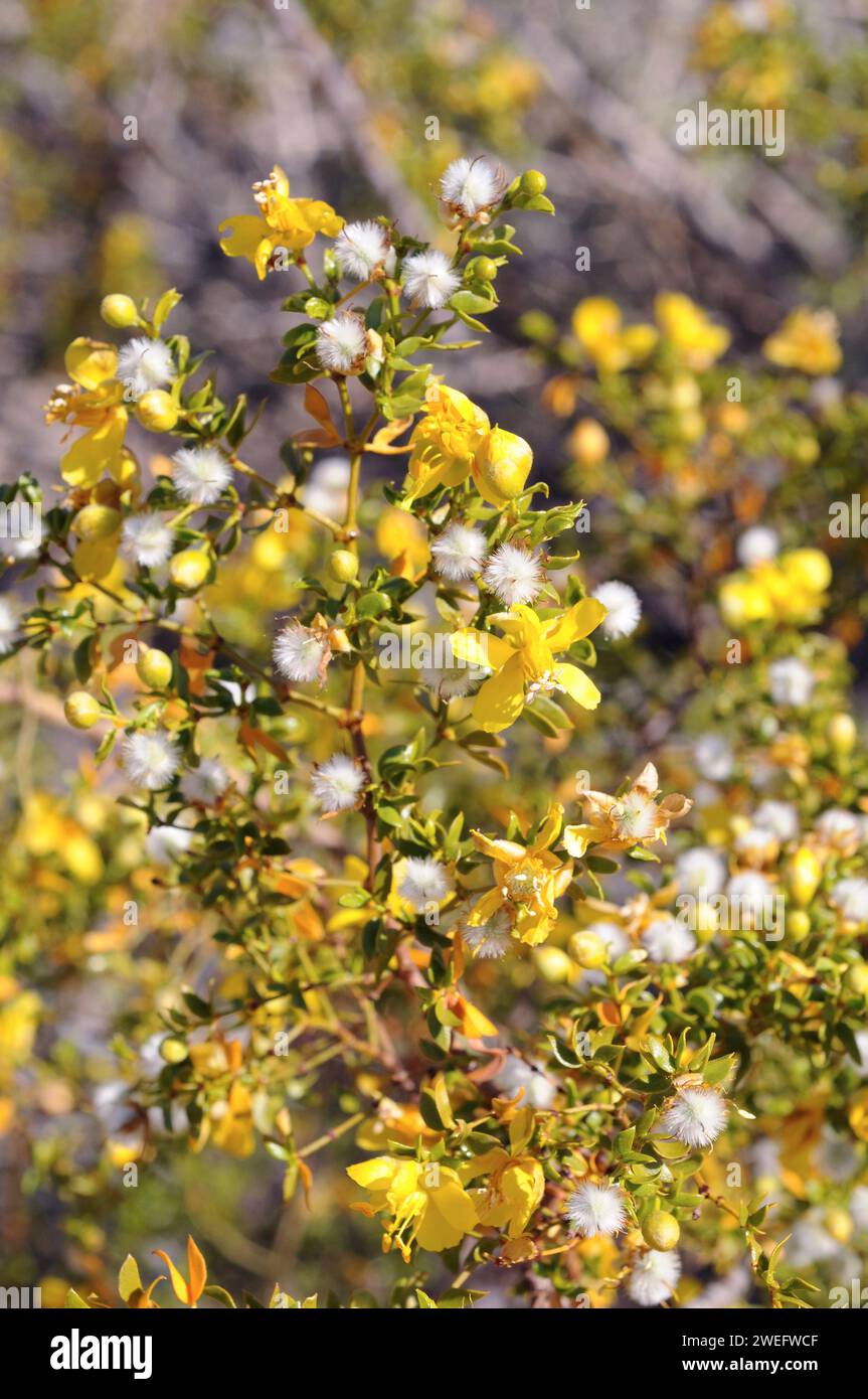 Creosote bush (Larrea tridentata) is a medicinal evergreen shrub native to western USA deserts and north Mexico. Flowers and fruits detail. This photo Stock Photo