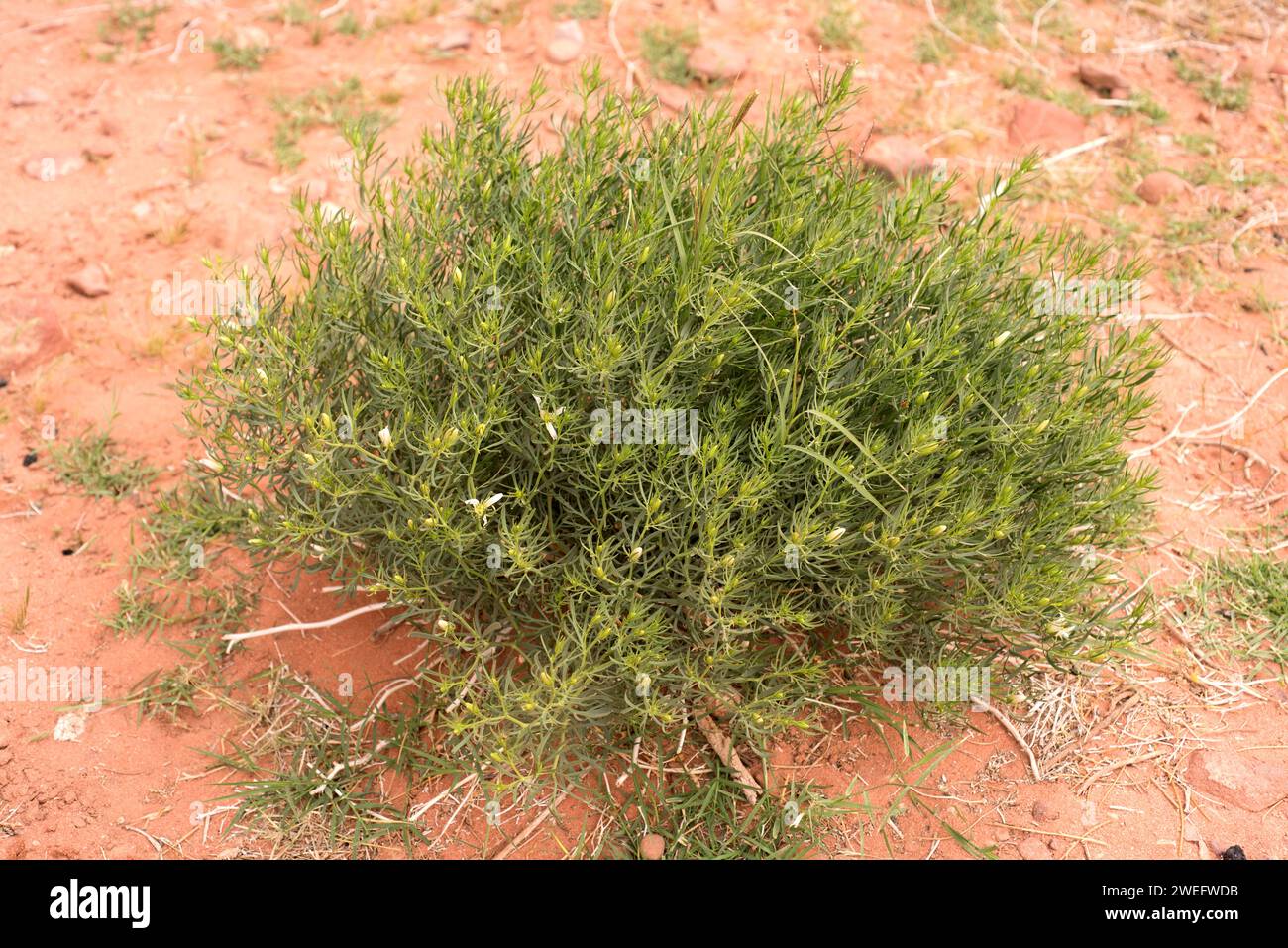 Syrian rue (Peganum harmala) is a perennial medicinal herb native to eastern Spain, north Africa and Asia from Turkey to China. This photo was taken i Stock Photo