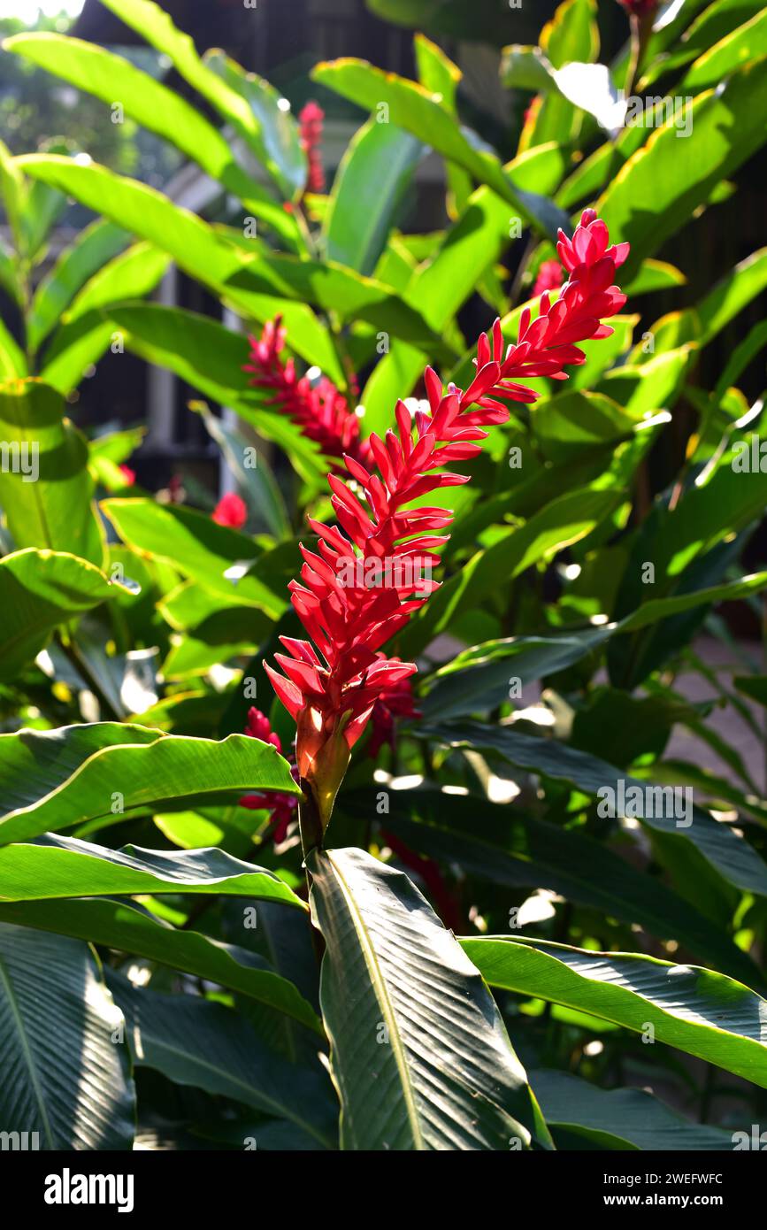 Red ginger (Alpinia purpurata) is a perennial herb native to Malaysia and naturalized in Central America and caribbean Islands. This photo was taken i Stock Photo