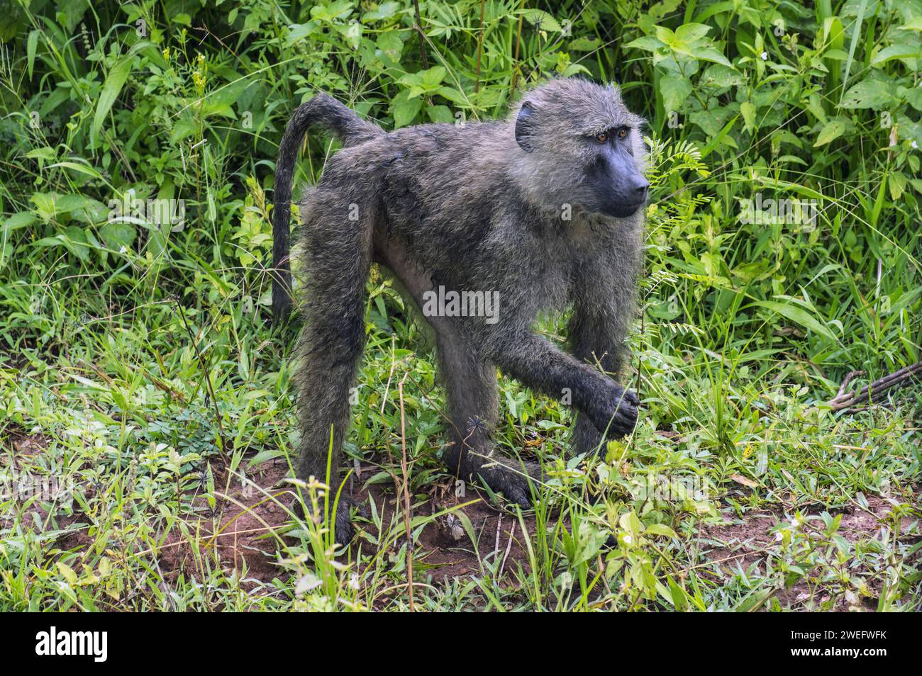 Baboon photographed on safari in Akagera National Park in Northeastern Rwanda, Central Africa’s largest protected wetland. Africa Parks Stock Photo