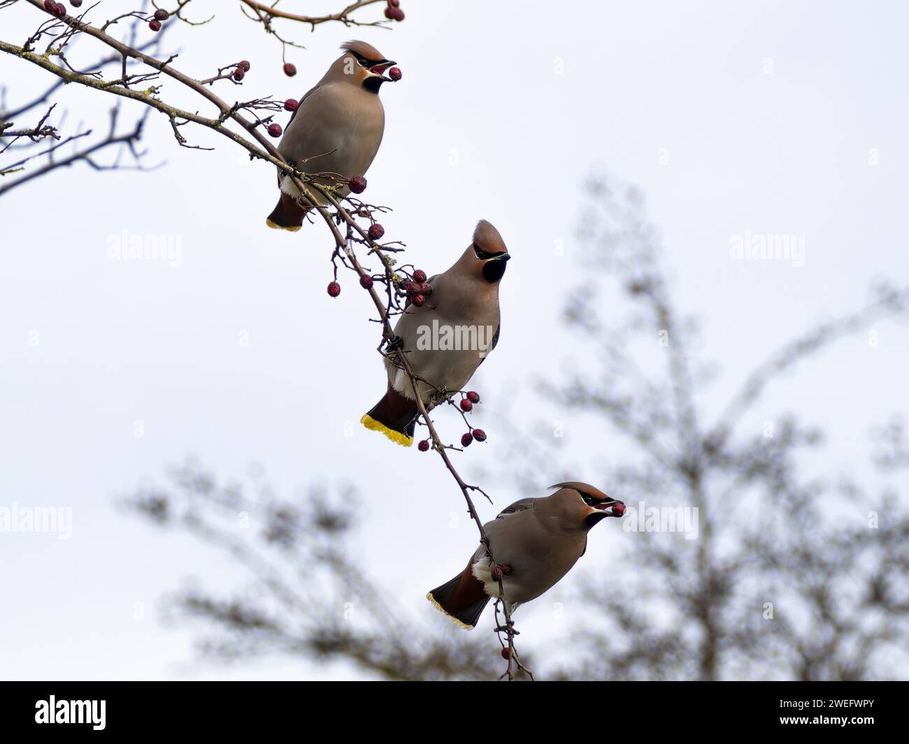 Three Waxwings, Bombycilla garrulus, perched on tree branch eating red berries Stock Photo