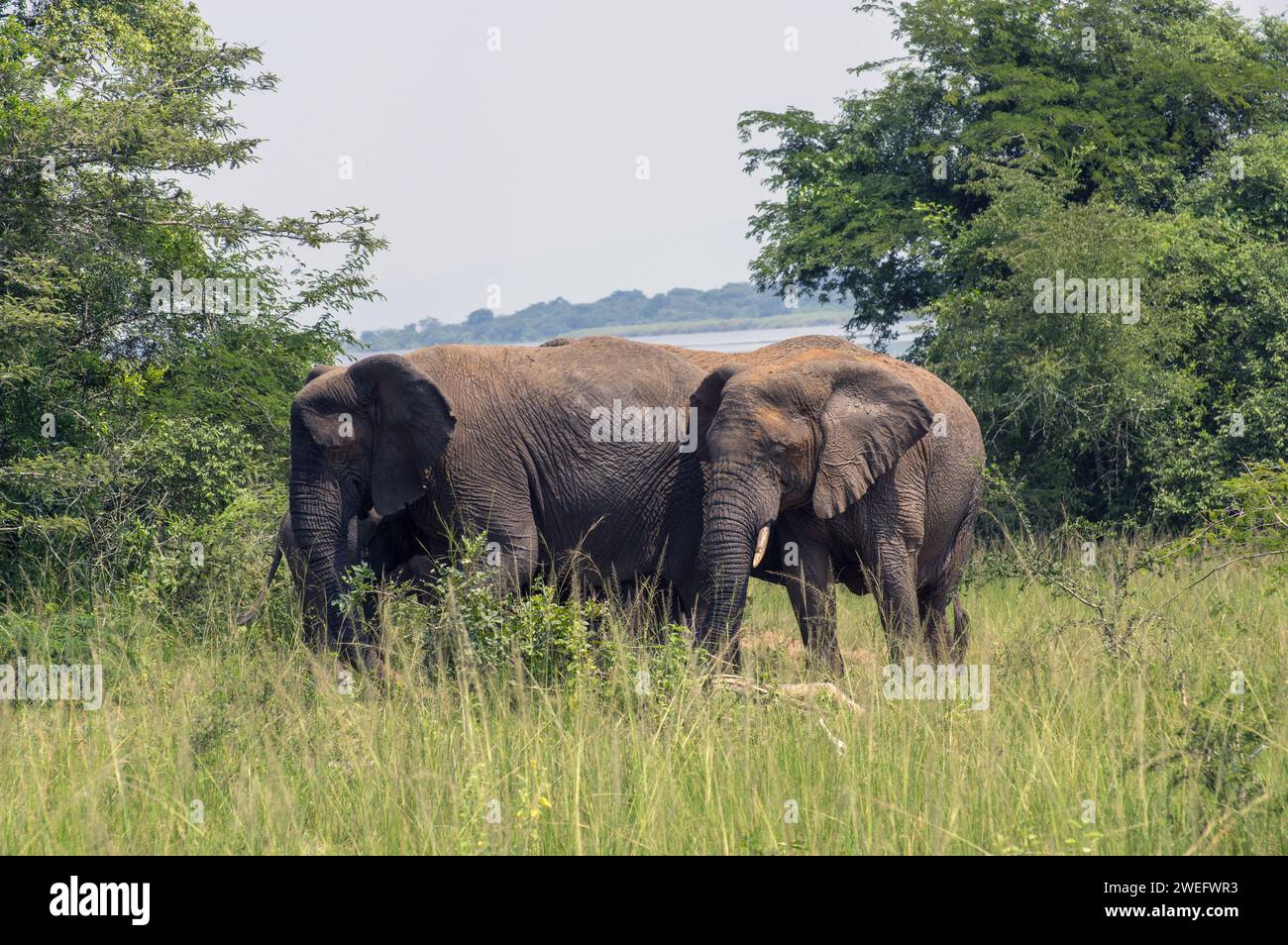 Large elephant with juvenile male elephant photographed on safari in Akagera National Park in Northeastern Rwanda, Central Africa Parks Stock Photo