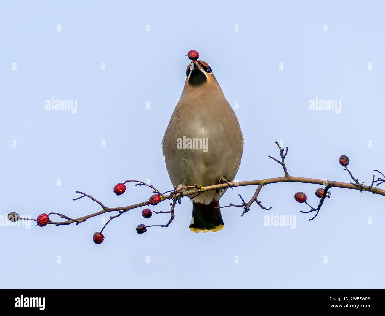 Waxwing, Bombycilla garrulus, perched on tree branch eating red berries Stock Photo