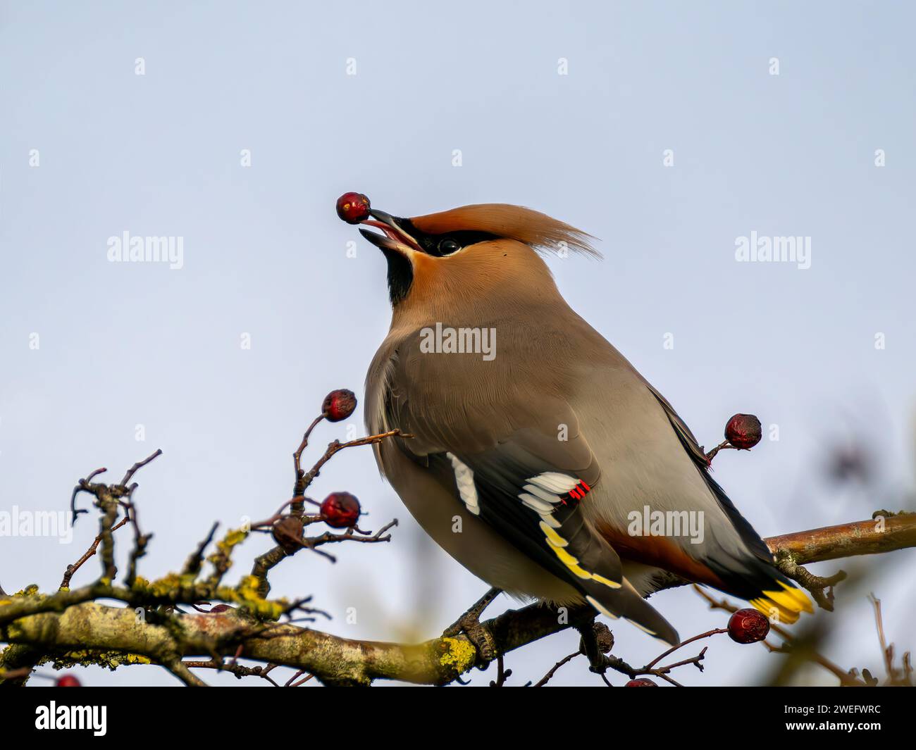 Waxwing, Bombycilla garrulus, perched on tree branch eating red berries Stock Photo