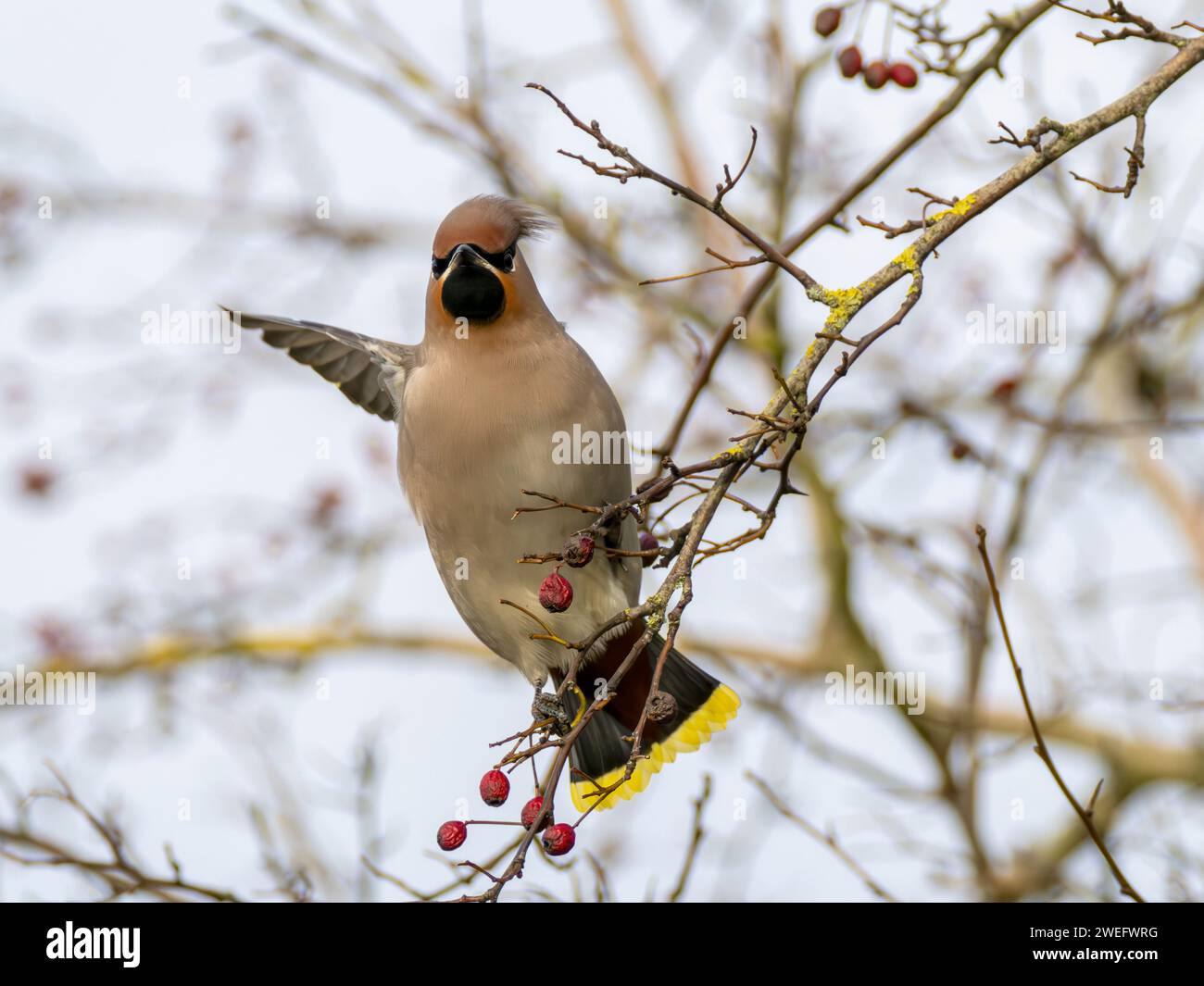 Waxwing, Bombycilla garrulus, perched on tree branch pointing with wing Stock Photo