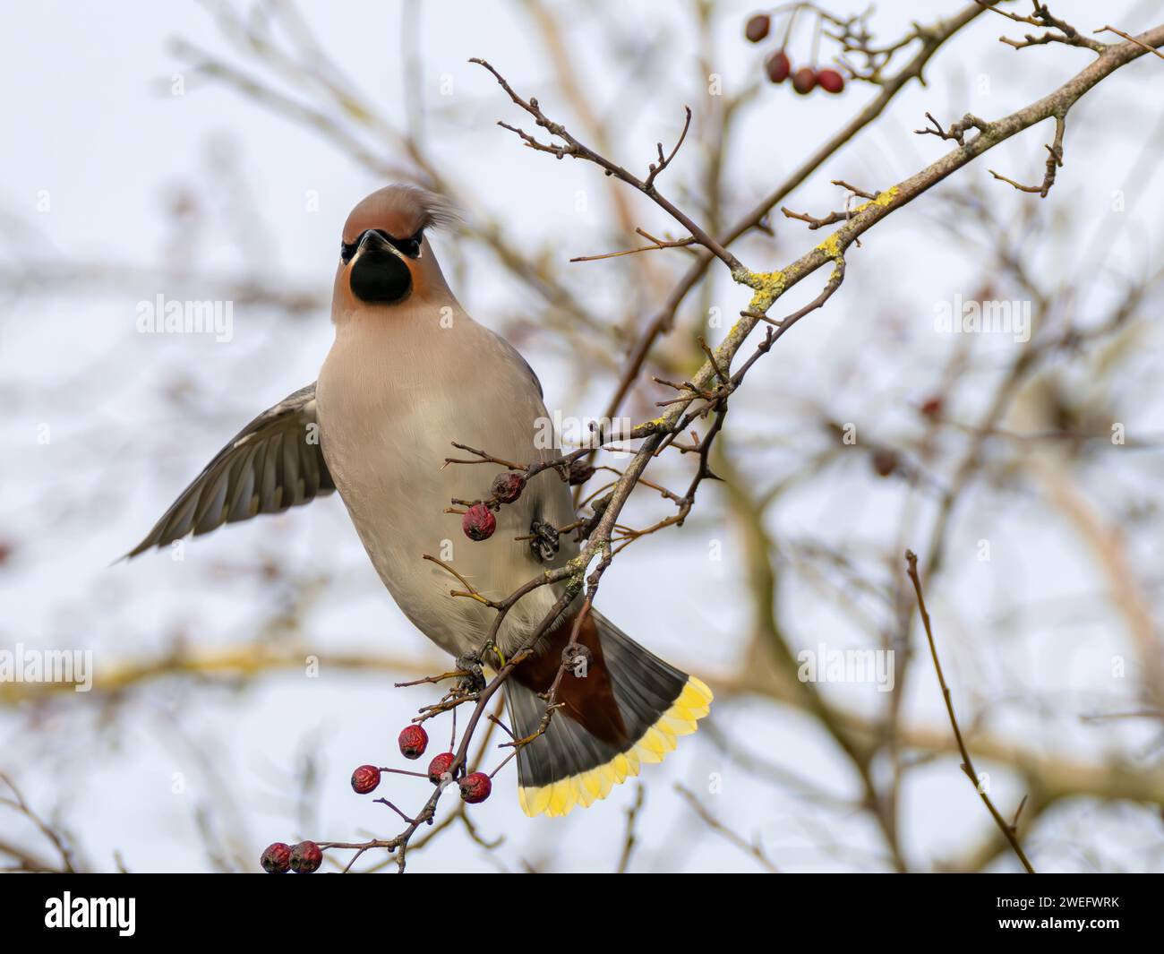 Waxwing, Bombycilla garrulus, perched on tree branch pointing with wing Stock Photo