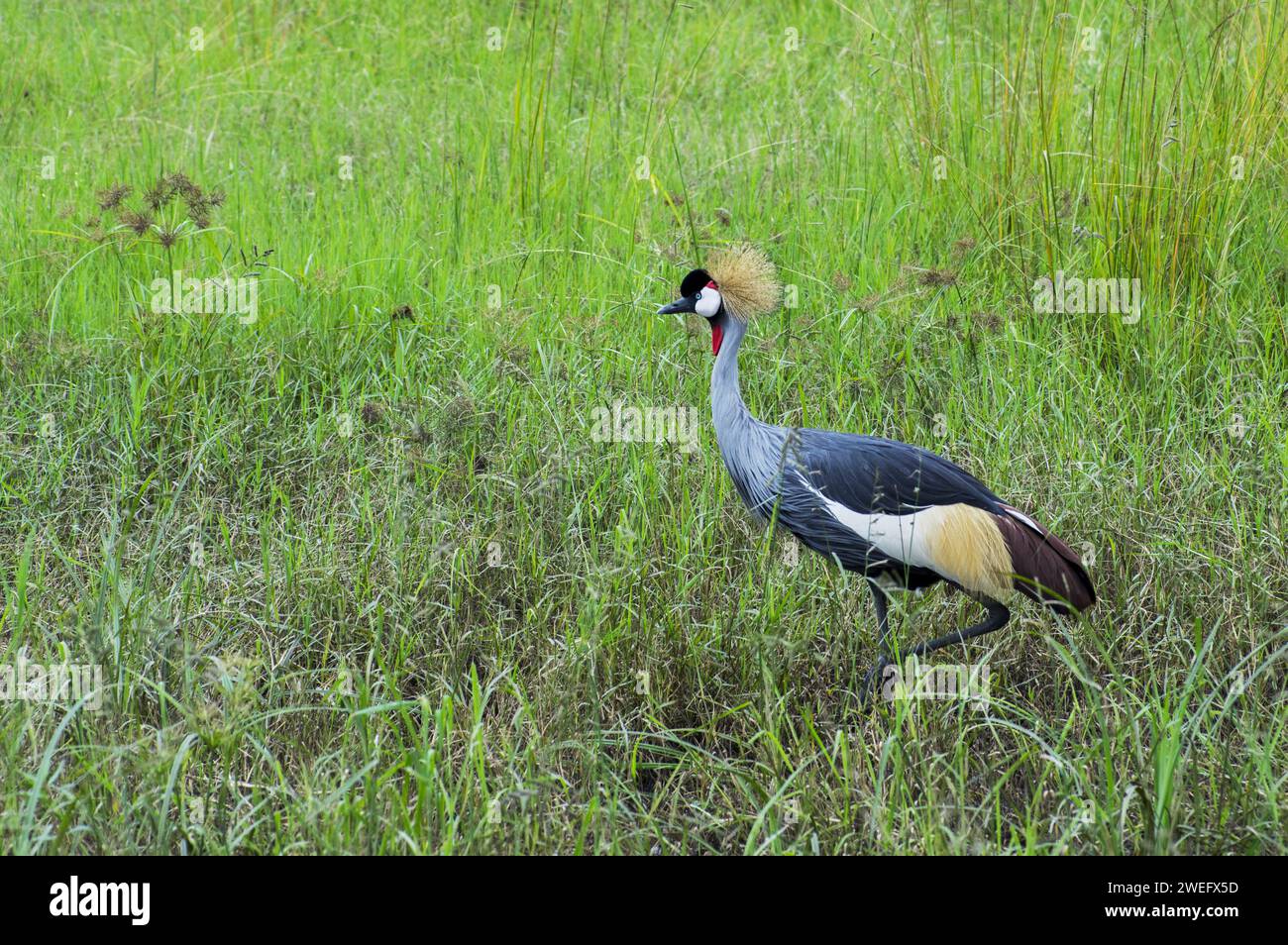 photographed on safari in Akagera National Park in Northeastern Rwanda, Central Africa’s largest protected wetland. Africa Parks Stock Photo