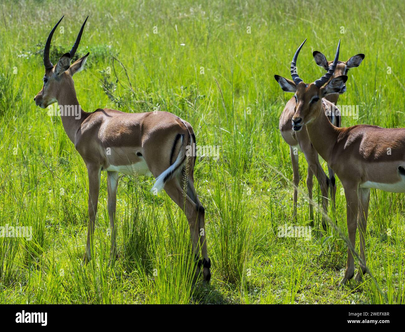 Impalas photographed on safari in Akagera National Park in Northeastern Rwanda, Central Africa’s largest protected wetland. Africa Parks Stock Photo