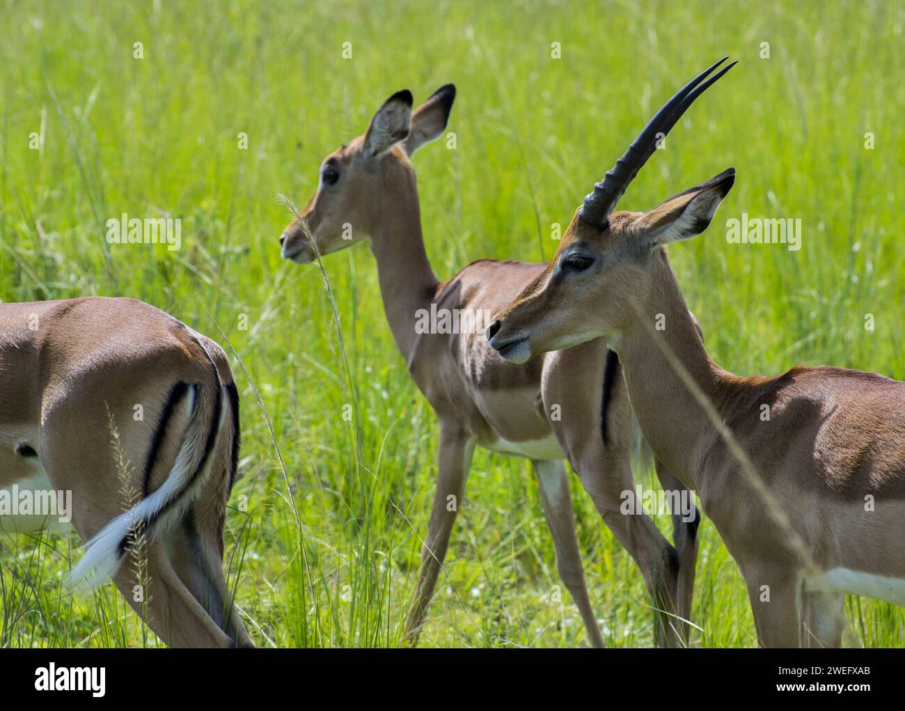 Impalas photographed on safari in Akagera National Park in Northeastern Rwanda, Central Africa’s largest protected wetland. Africa Parks Stock Photo