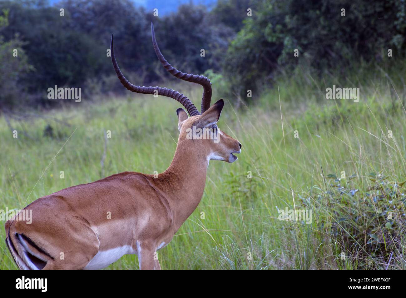 Impala photographed on safari in Akagera National Park in Northeastern Rwanda, Central Africa’s largest protected wetland. Africa Parks Stock Photo