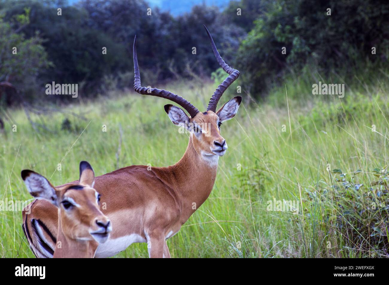 Impalas photographed on safari in Akagera National Park in Northeastern Rwanda, Central Africa’s largest protected wetland. Africa Parks Stock Photo