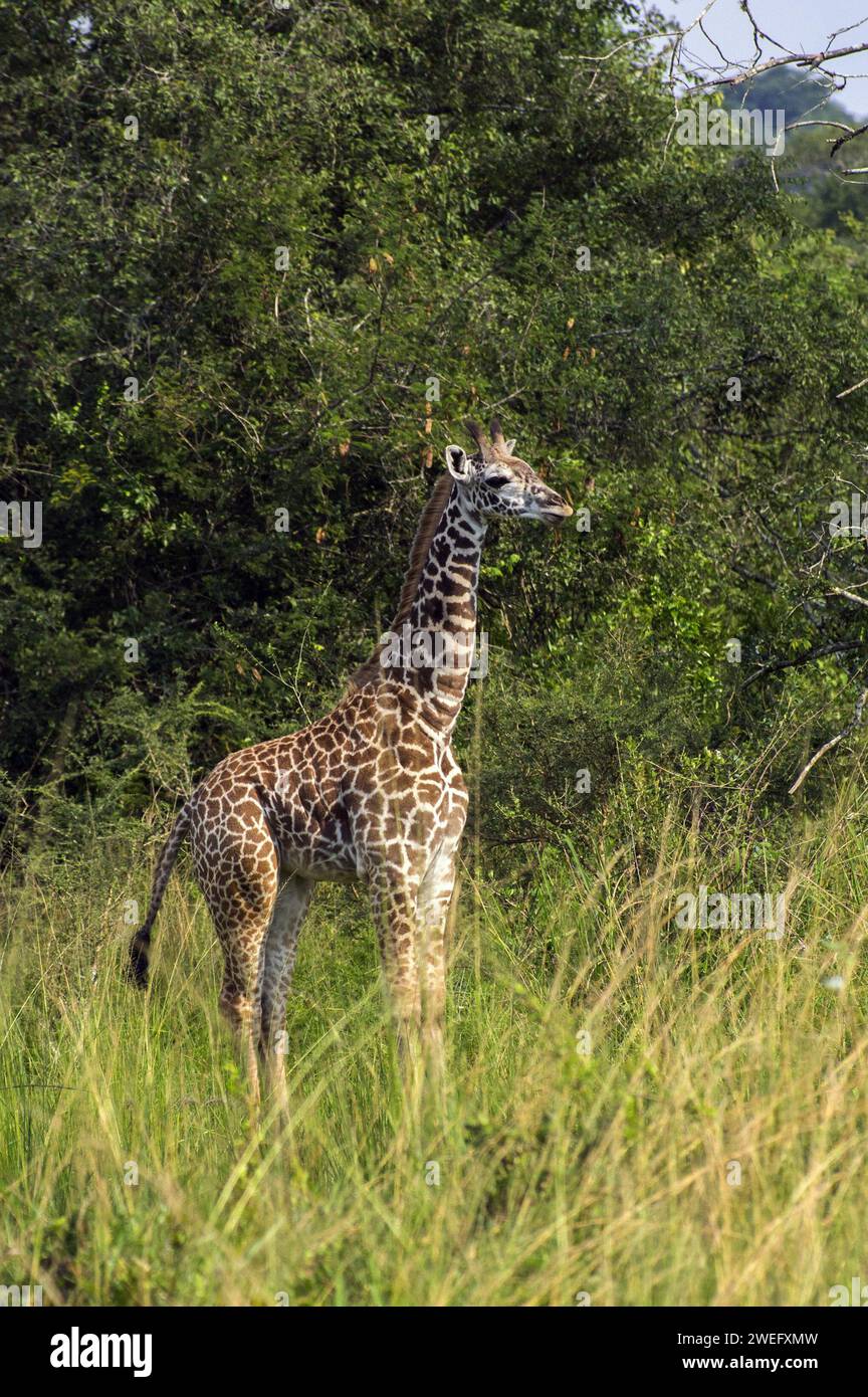Young or baby giraffe photographed on safari in Akagera National Park in Northeast Rwanda, Central Africa’s largest protected wetland. Africa Parks Stock Photo