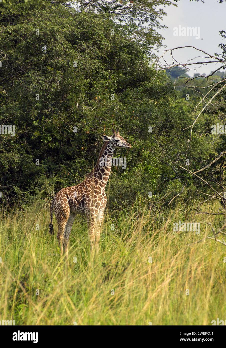 Young or baby giraffe photographed on safari in Akagera National Park in Northeast Rwanda, Central Africa’s largest protected wetland. Africa Parks Stock Photo