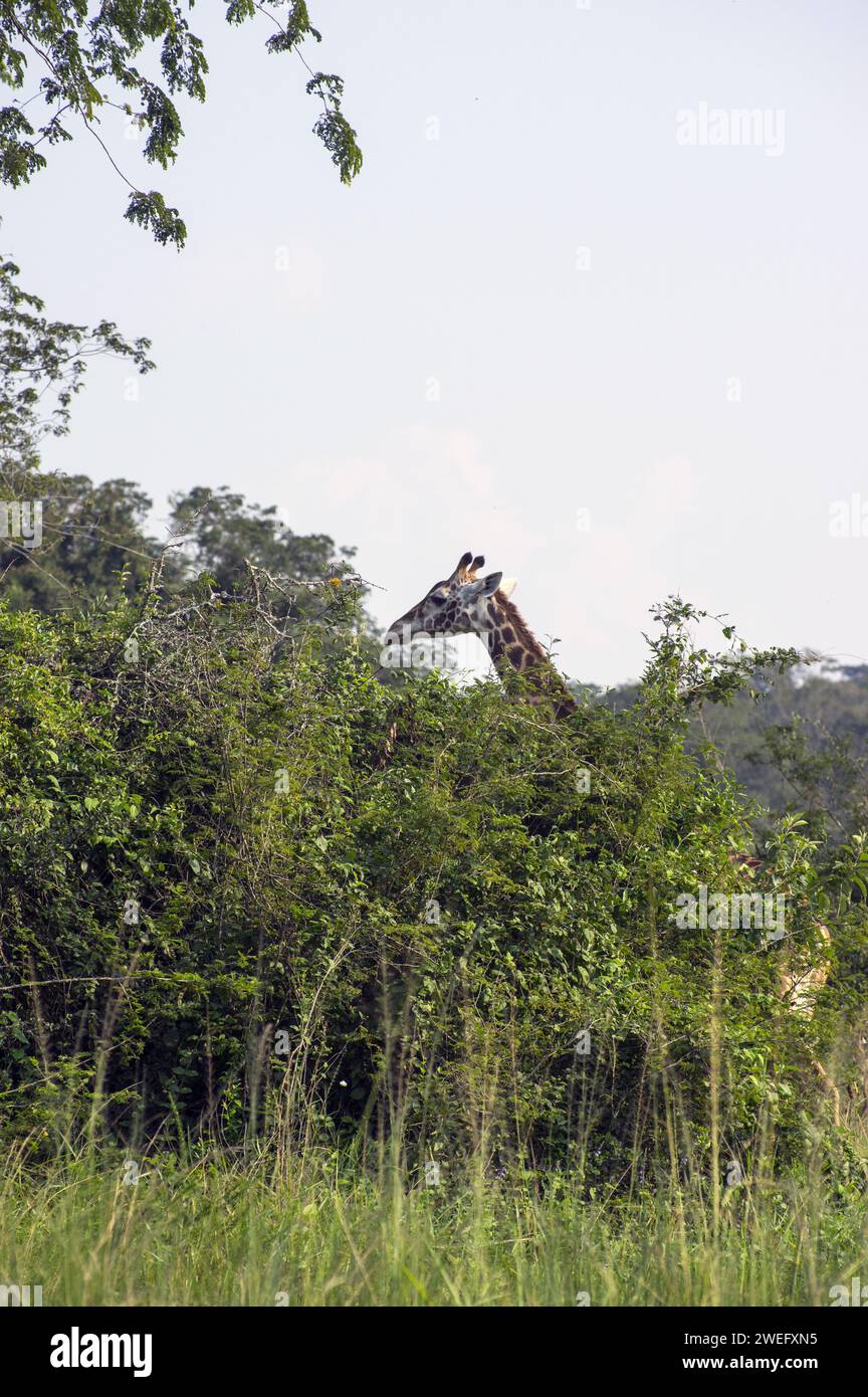 Female giraffe photographed on safari in Akagera National Park in Northeastern Rwanda, Central Africa’s largest protected wetland. Africa Parks Stock Photo