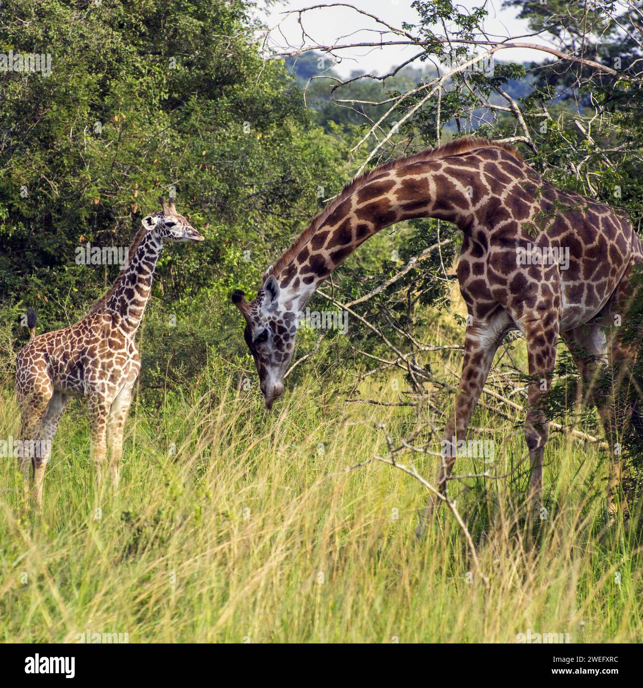 Mother and baby giraffe photographed on safari in Akagera National Park in Northeast Rwanda, Central Africa’s largest protected wetland. Africa Parks Stock Photo