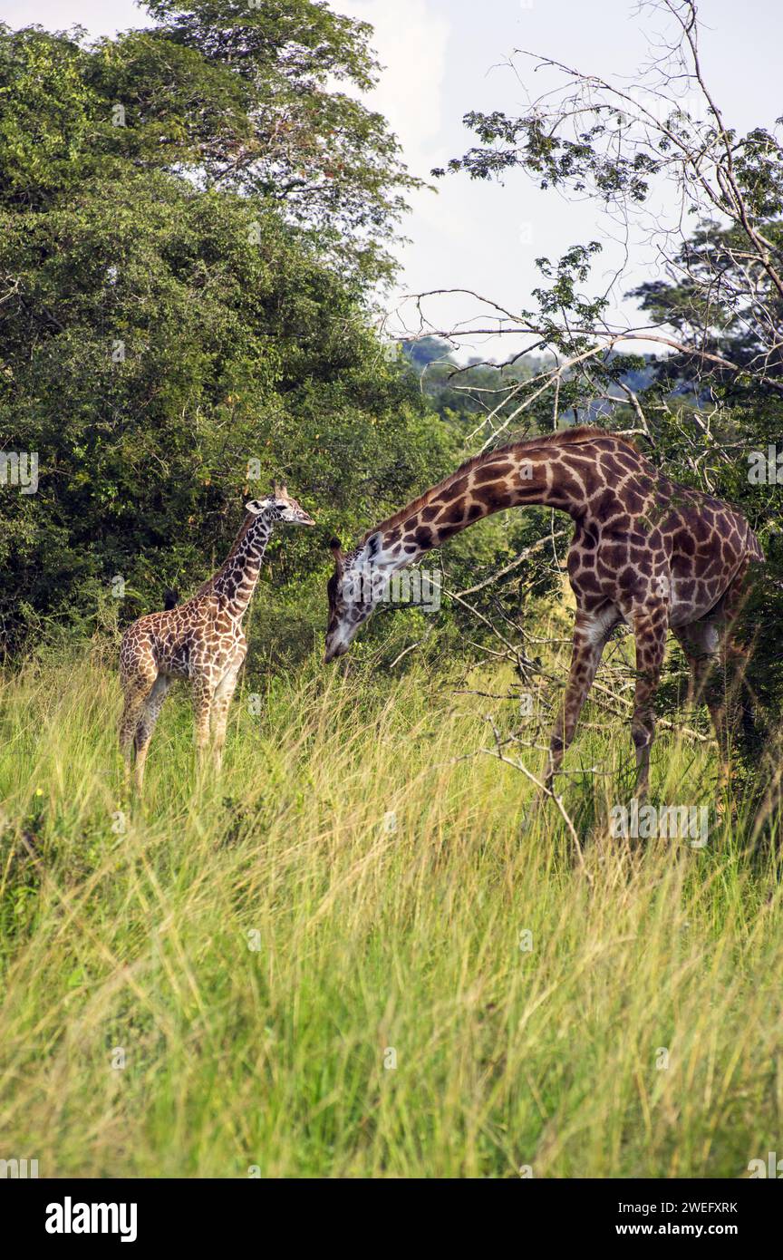 Mother and baby giraffe photographed on safari in Akagera National Park in Northeast Rwanda, Central Africa’s largest protected wetland. Africa Parks Stock Photo