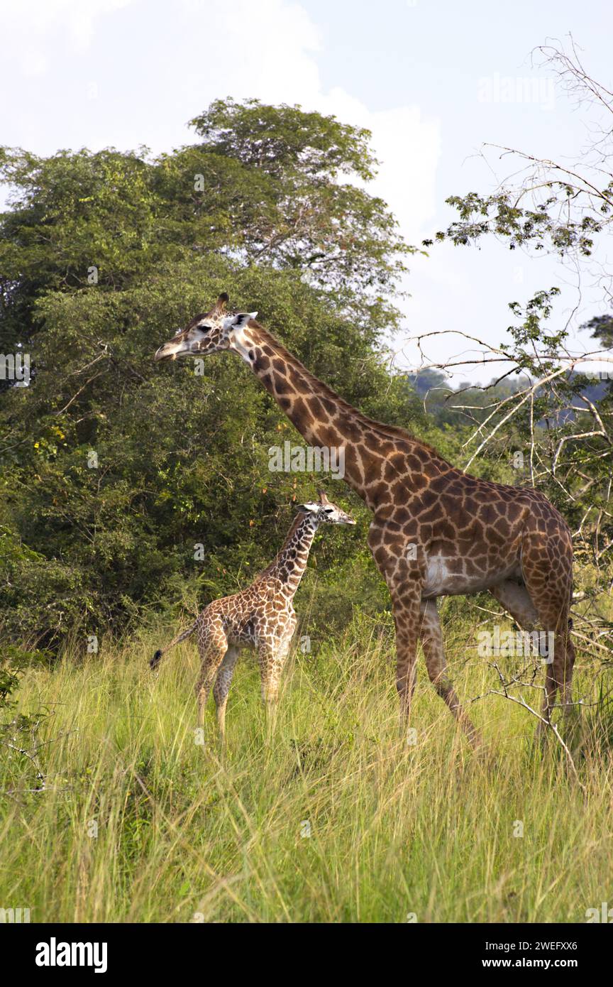 Mother and baby giraffe photographed on safari in Akagera National Park in Northeast Rwanda, Central Africa’s largest protected wetland. Africa Parks Stock Photo