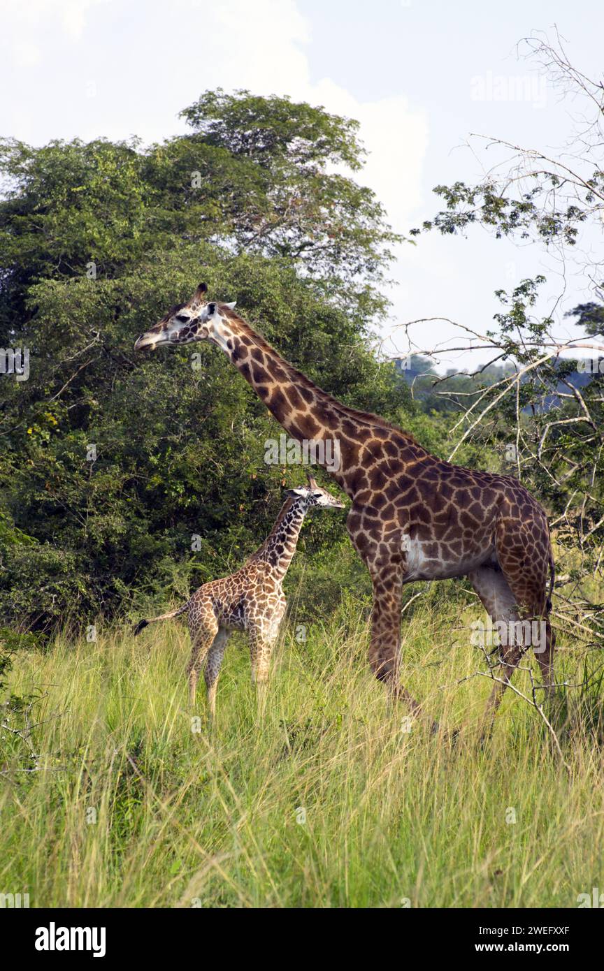 Mother and baby giraffe photographed on safari in Akagera National Park in Northeast Rwanda, Central Africa’s largest protected wetland. Africa Parks Stock Photo