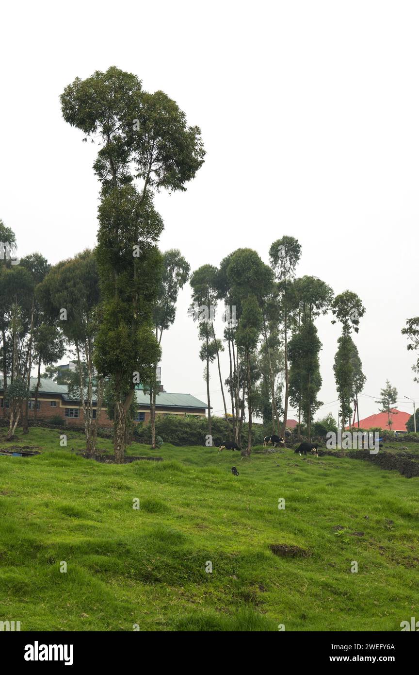 Small plot farmland in Musanze, Ruhengeri, Rwanda with unusual green grass cover and cows in the background of the farm Stock Photo
